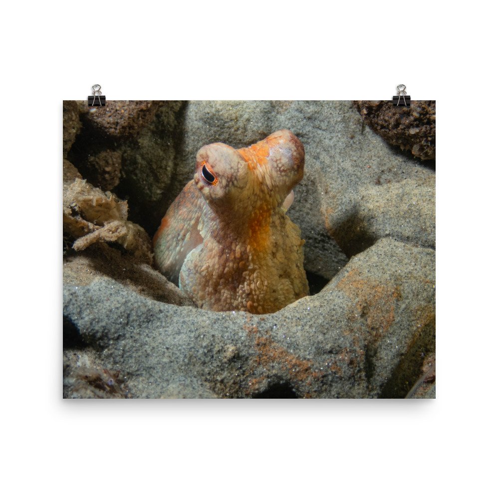 enhanced-matte-paper-poster-(in)-16x20-transparent-61badff08d3d8.jpg