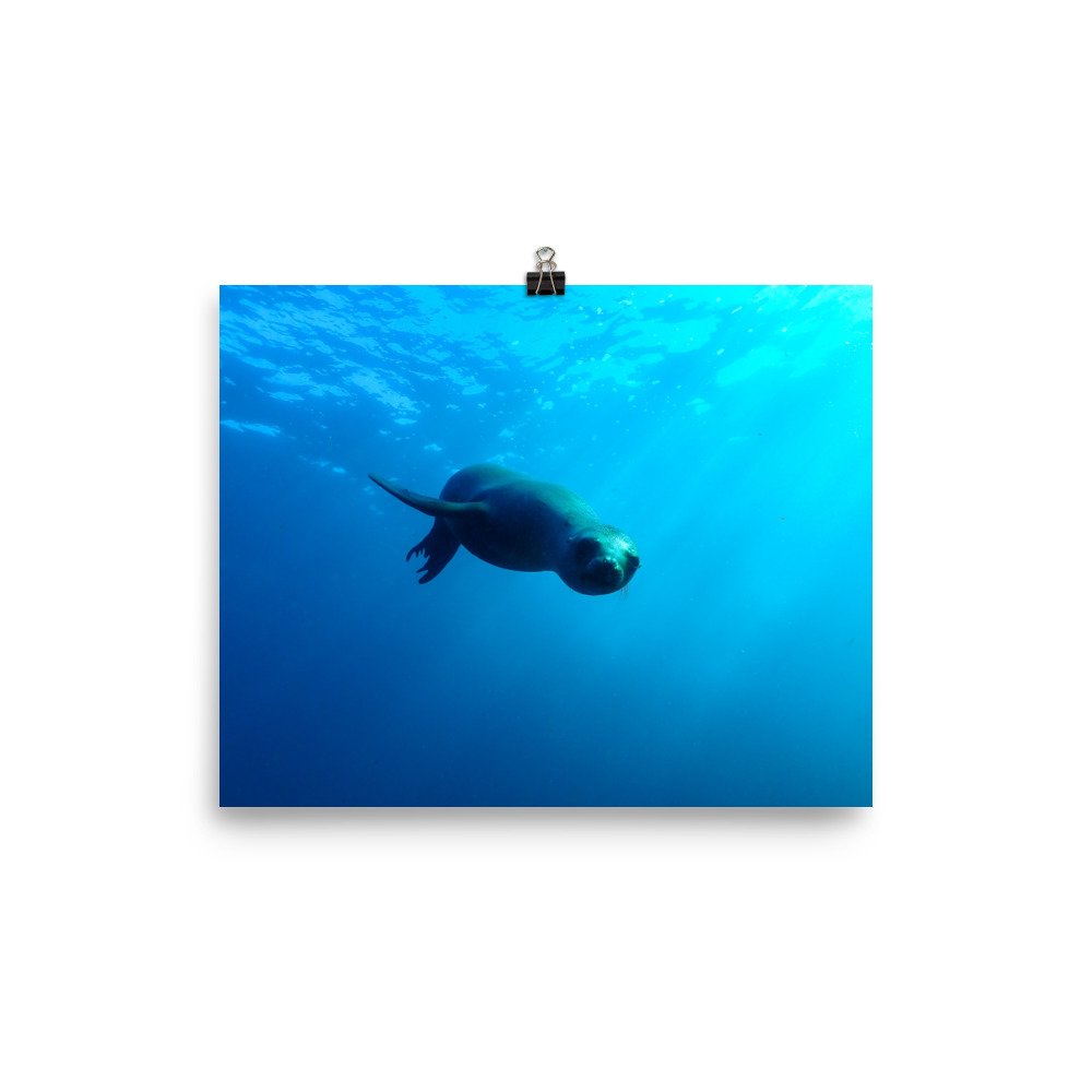 enhanced-matte-paper-poster-(in)-8x10-transparent-61bae17c46c16.jpg