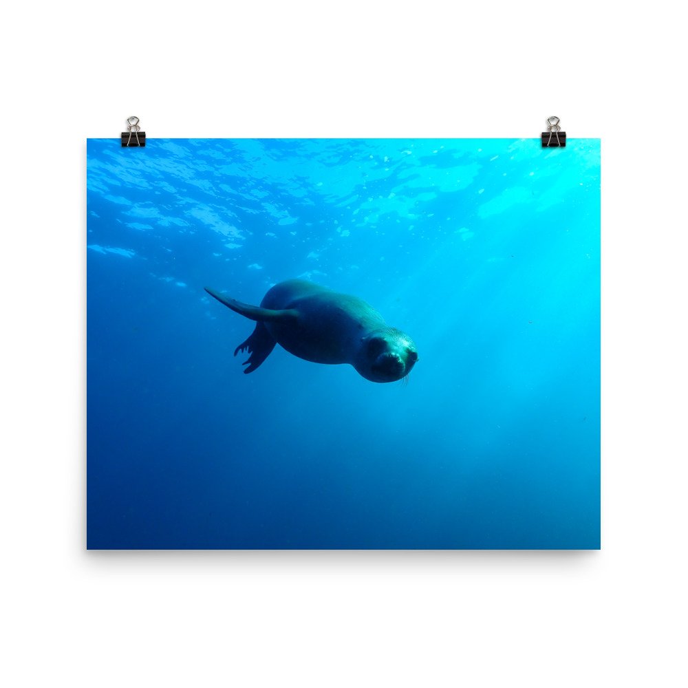 enhanced-matte-paper-poster-(in)-16x20-transparent-61bae17c46c98.jpg