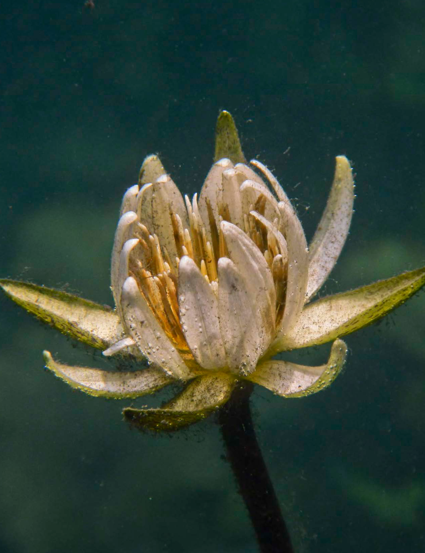 Screenshot 2026-01-23 at 20-06-21 Waterlily-Nymphaea-ampla-Peten-Monterriro-Nicholas-Hellmuth-FLAAR-Reports.pdf.png (Copy) (Copy)