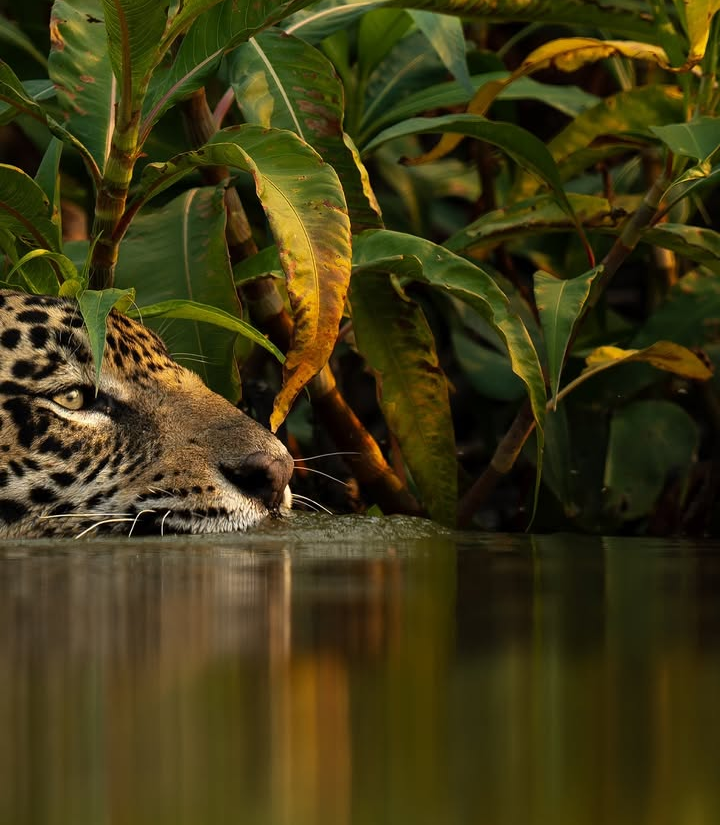 Reina Jaguar Image.png