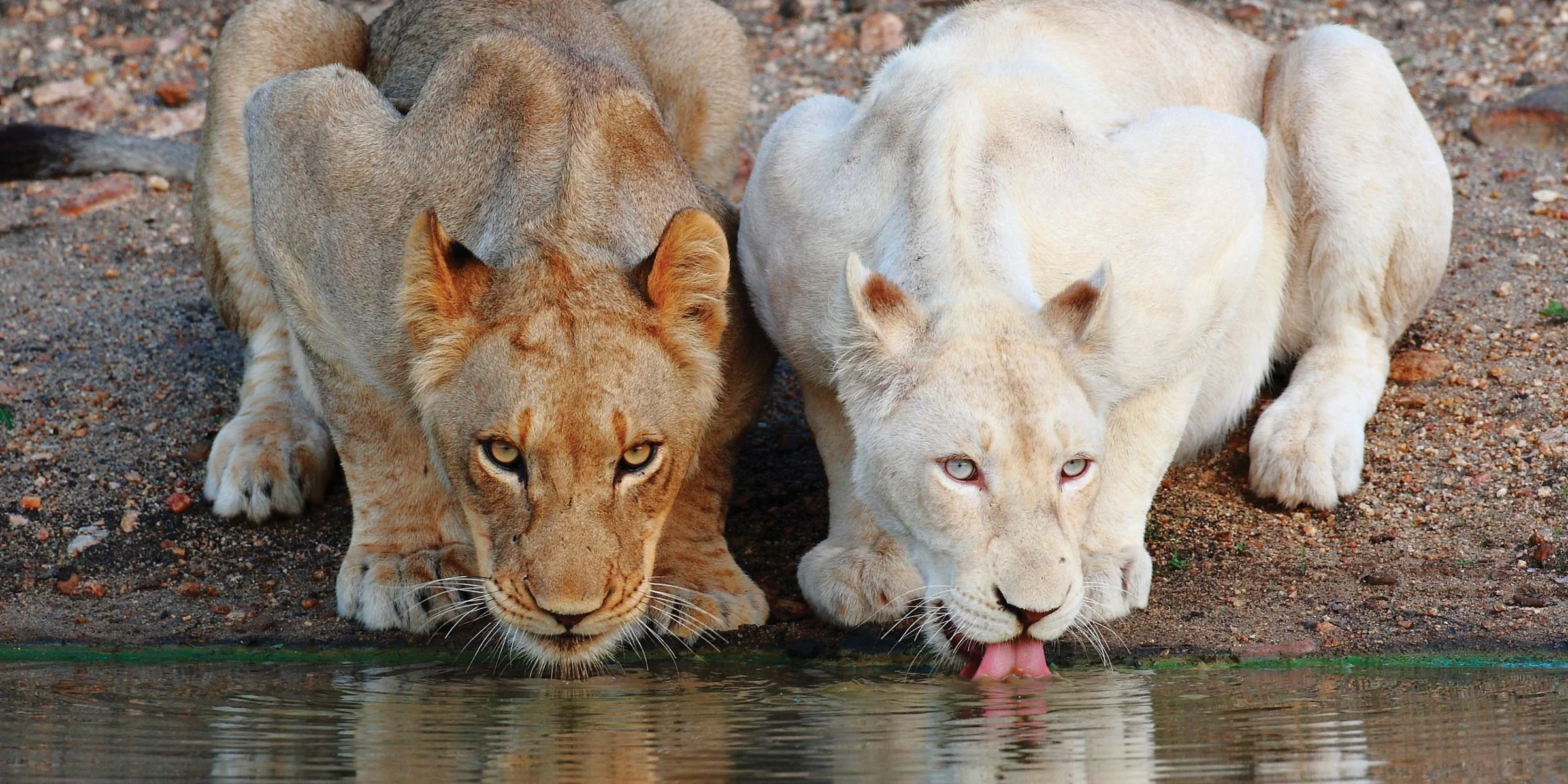 White Lions of Timbavati.jpg