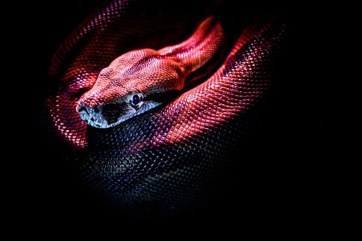 SERPENT YEAR.jpg