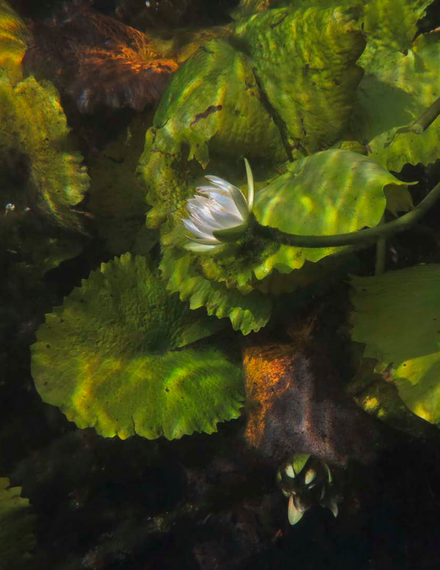 Screenshot 2026-01-23 at 20-05-57 Waterlily-Nymphaea-ampla-Peten-Monterriro-Nicholas-Hellmuth-FLAAR-Reports.pdf.png (Copy) (Copy)