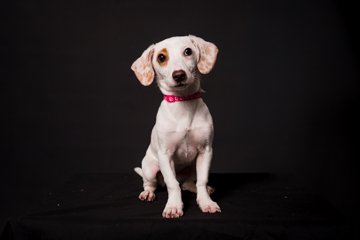 dog photography Dublin studio 2.jpg