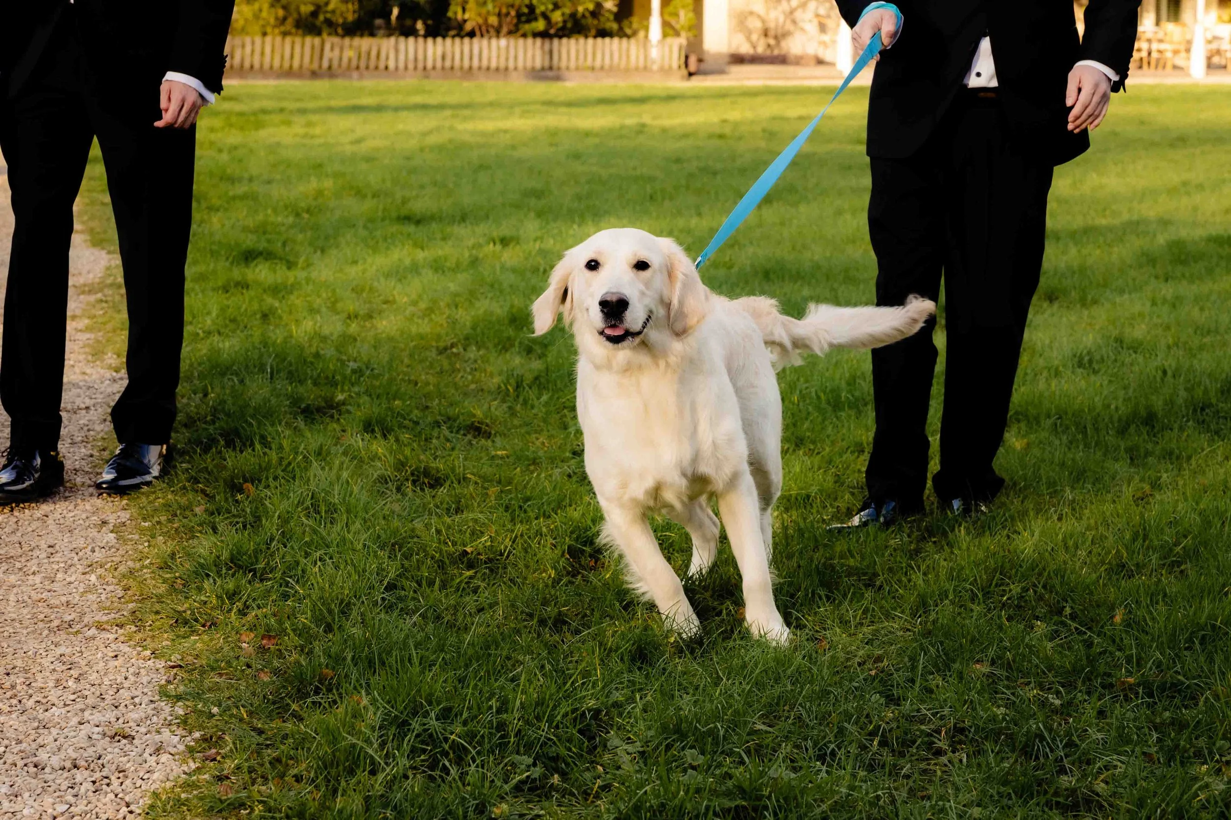Dog walking rings down the aisle BrookLodge wedding