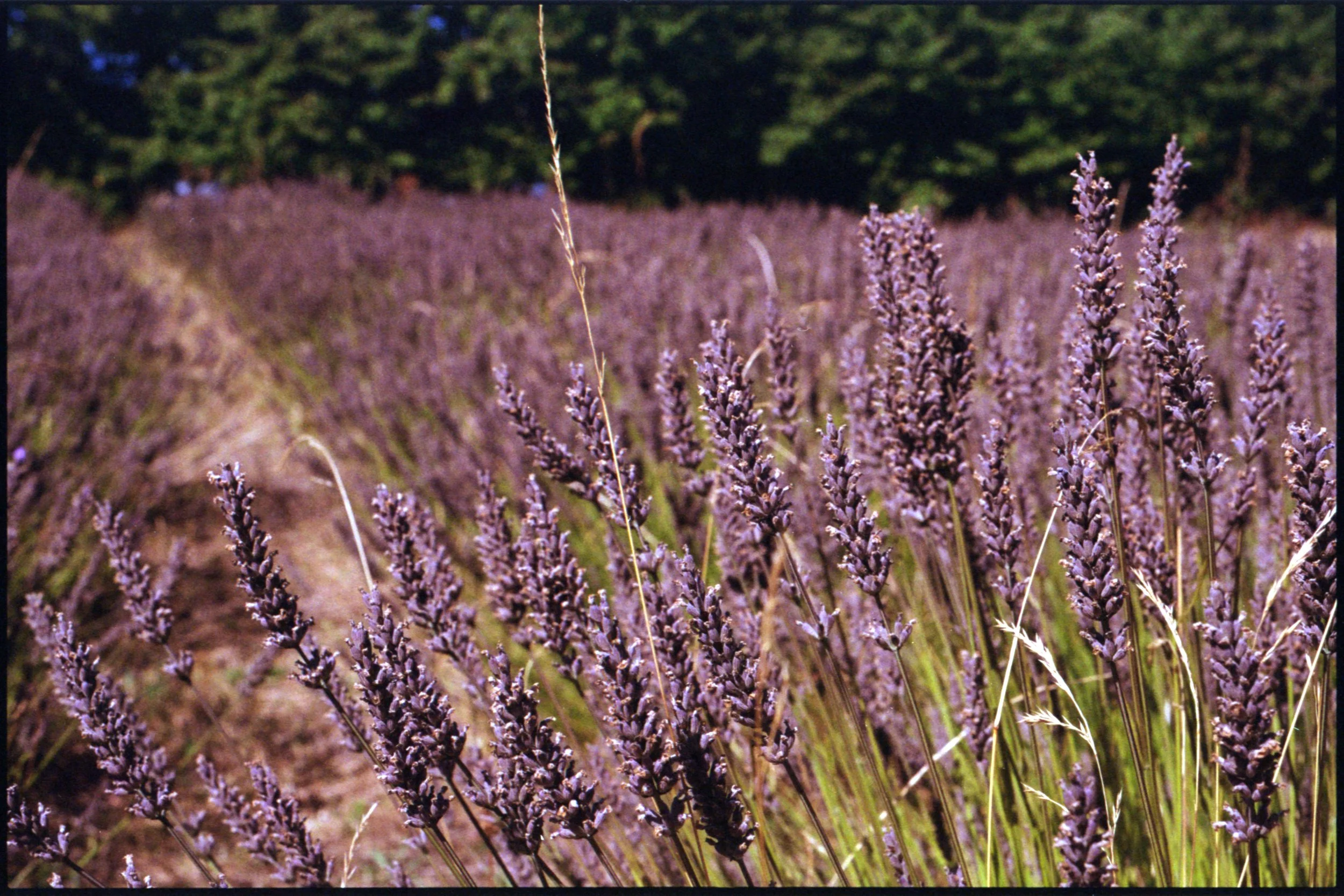 2026-08-25 Dänemark FE2_KodakColorPlus200_14.jpeg