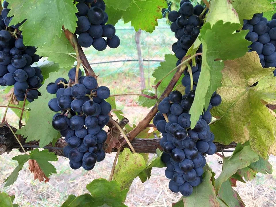 Lake Chelan’s Rare Gem : Pinot Noir at Hard Row to Hoe