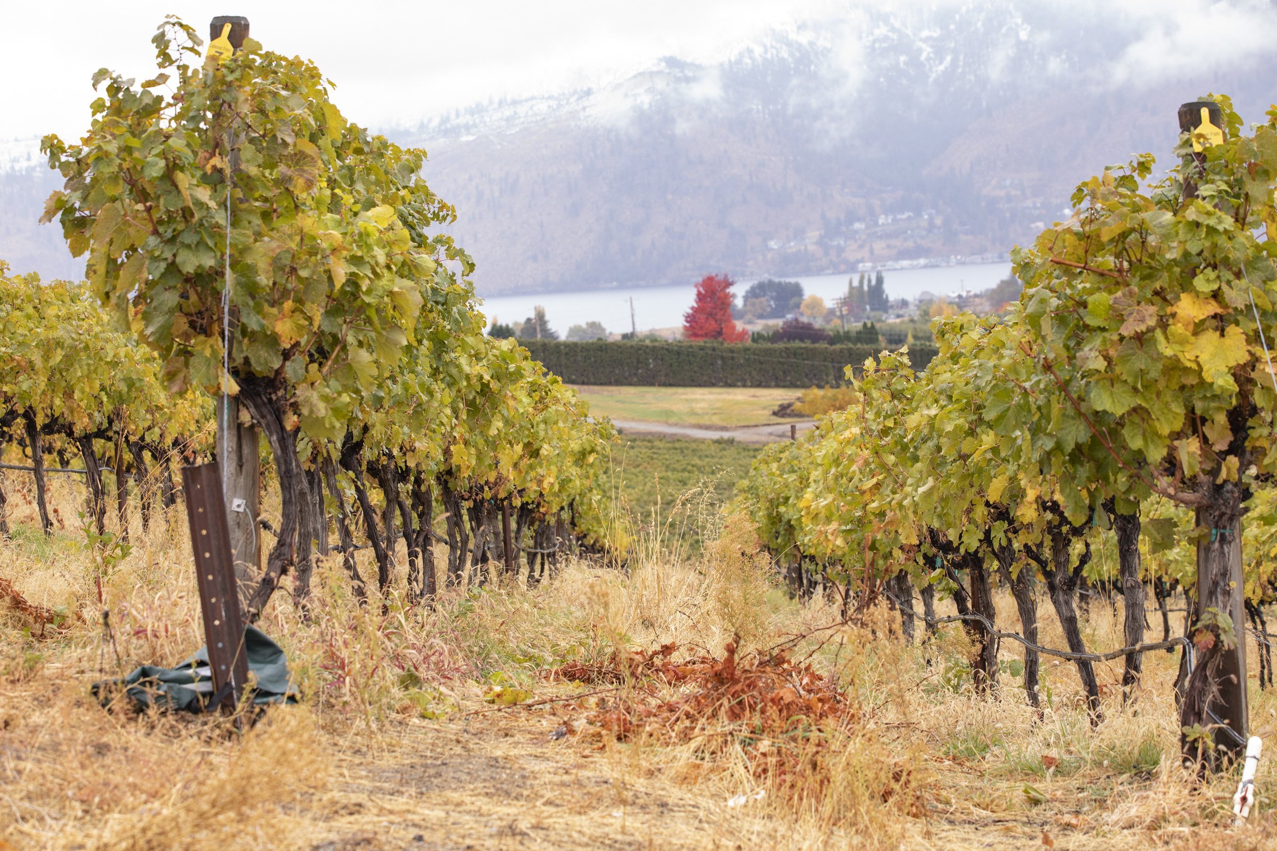 Harvest Reflections and New Releases from Lake Chelan’s North Shore