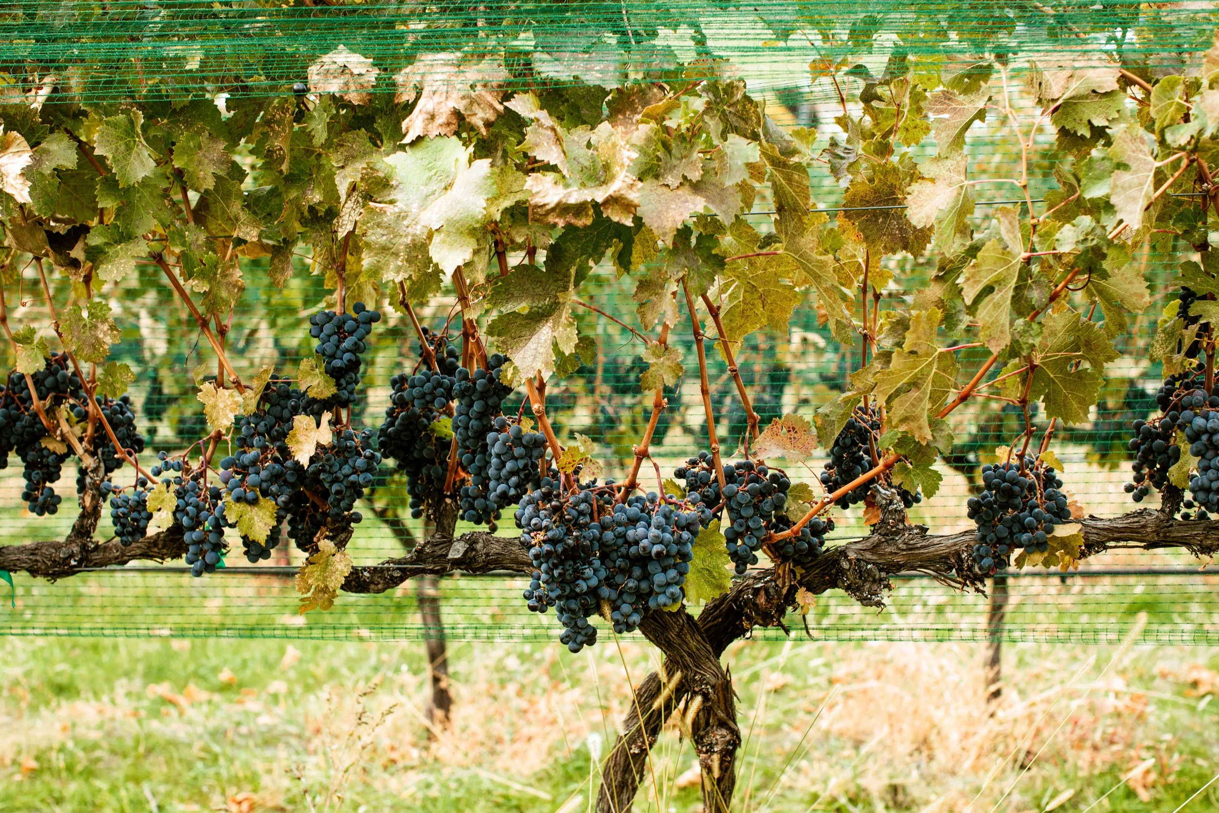 ripe grape clusters on vine