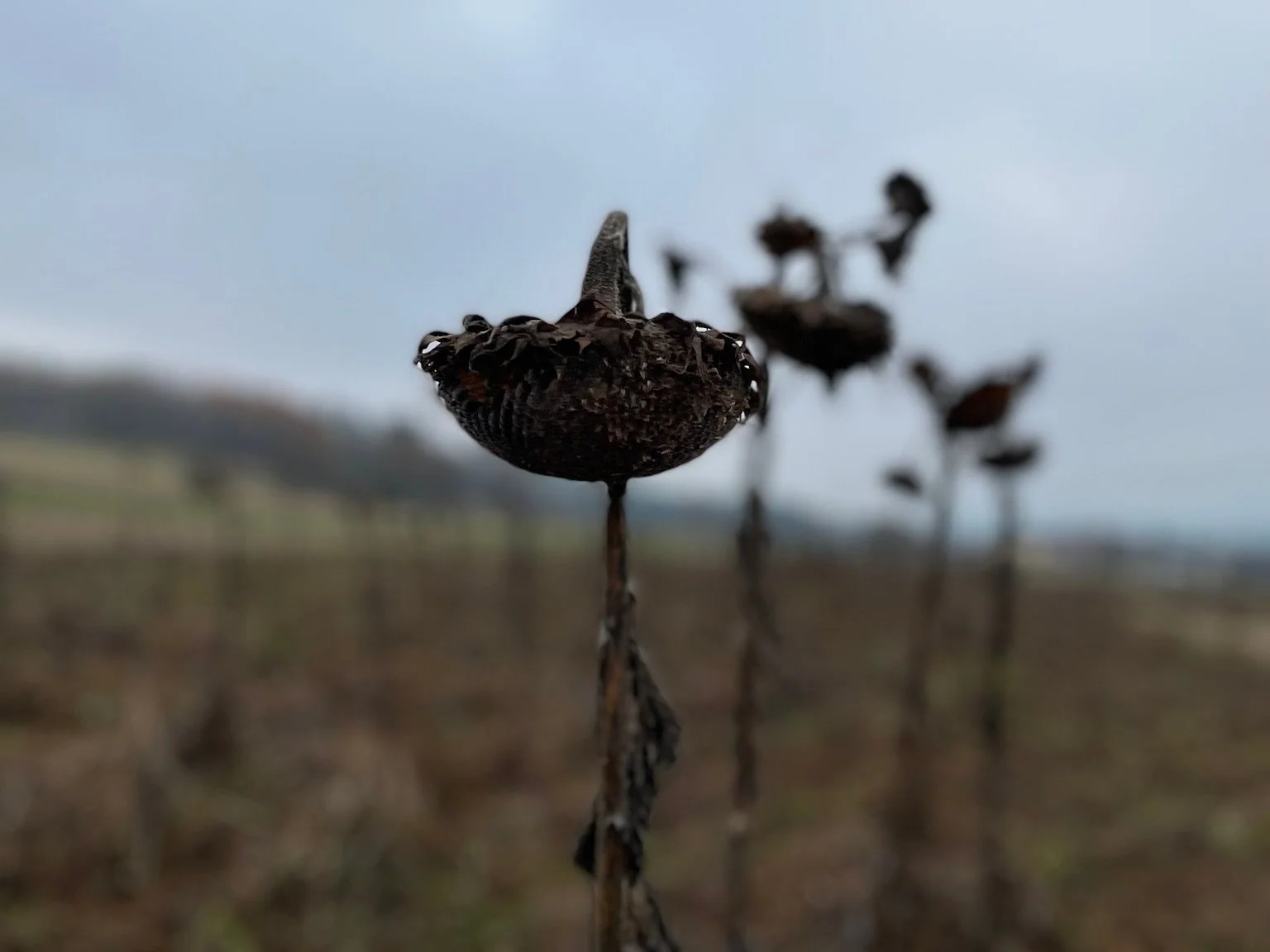 Mondzeit - Frauenkreis