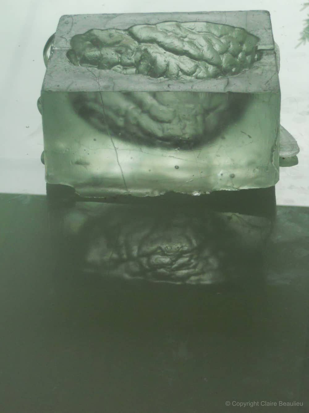  
 Matrice 
 Moule de cerveau en verre thermoformé, 6’’ x 8’’ x 6’’ | 2016
 