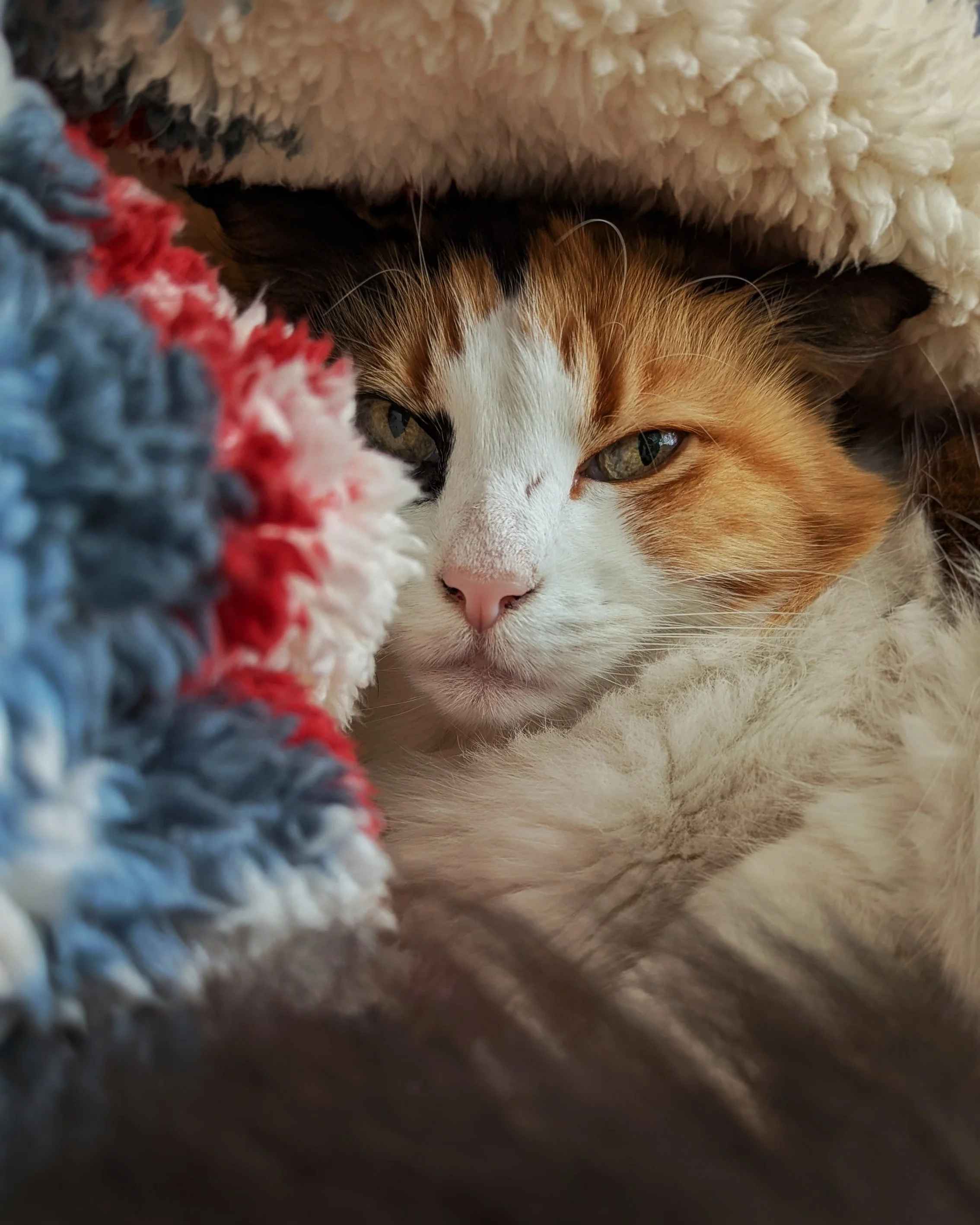 sing 'Content here, content here', making it look like readable English. Many desktop publishing packages and web page editors now use Lorem Ipsum as their default model text, and a search for 'lorem ipsum' will uncover many web sites still in their 