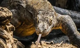 Calgary zoo komodo dragon.jpg