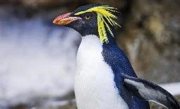 calgary zoo penguin.jpg