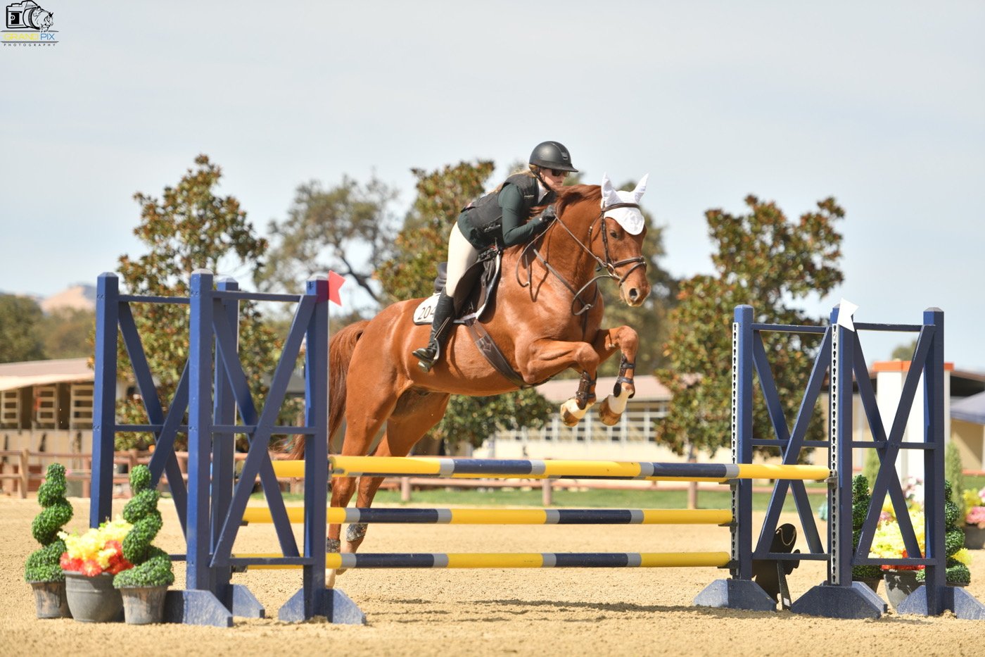 A female equestrian in black riding gear and a helmet riding a white horse over a showjumping obstacle in an outdoor arena with mountains in the background.