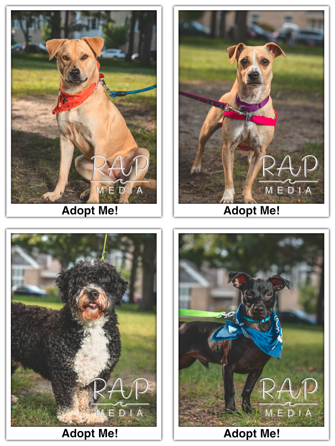 Dog Pawty 2.png