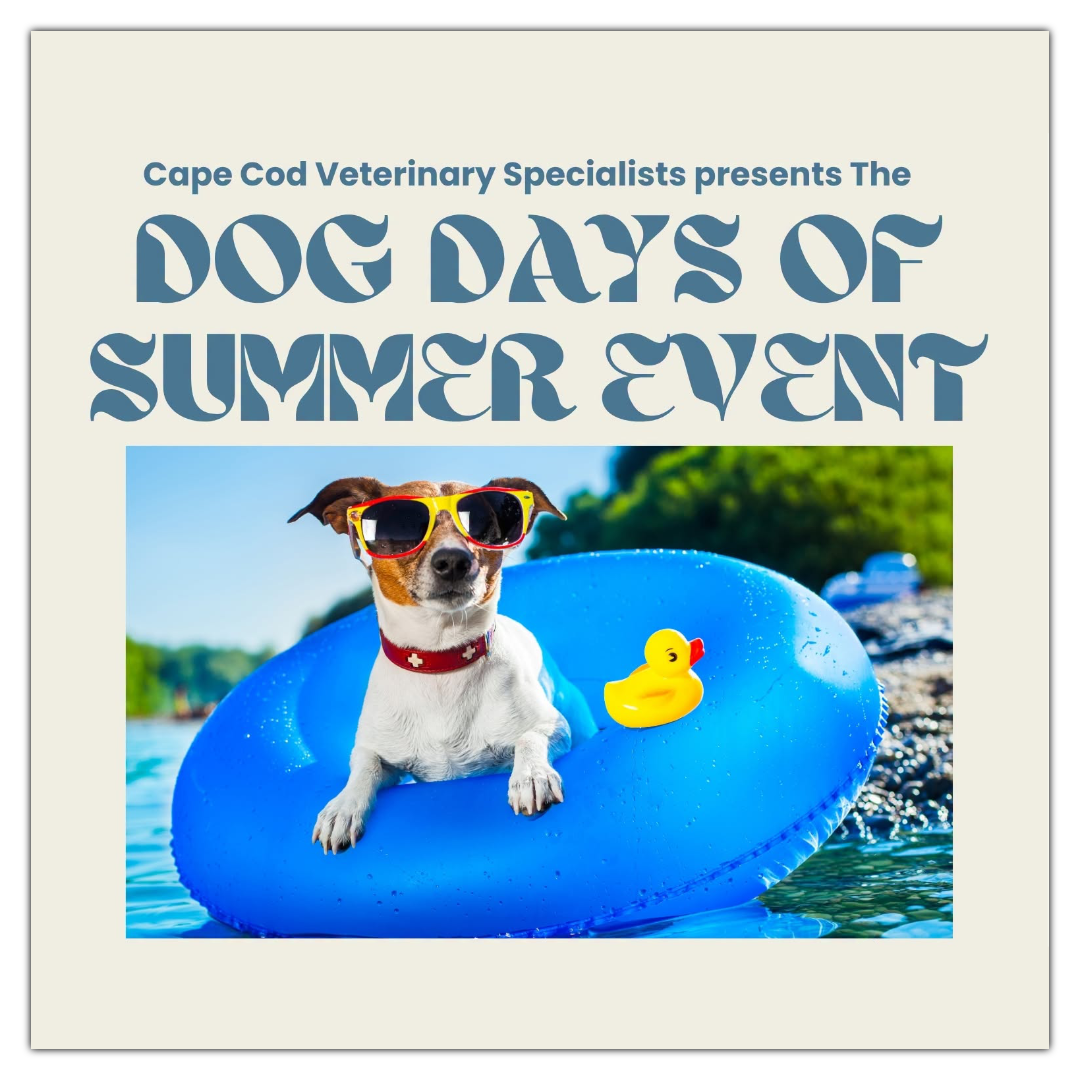Dog Days Item.png