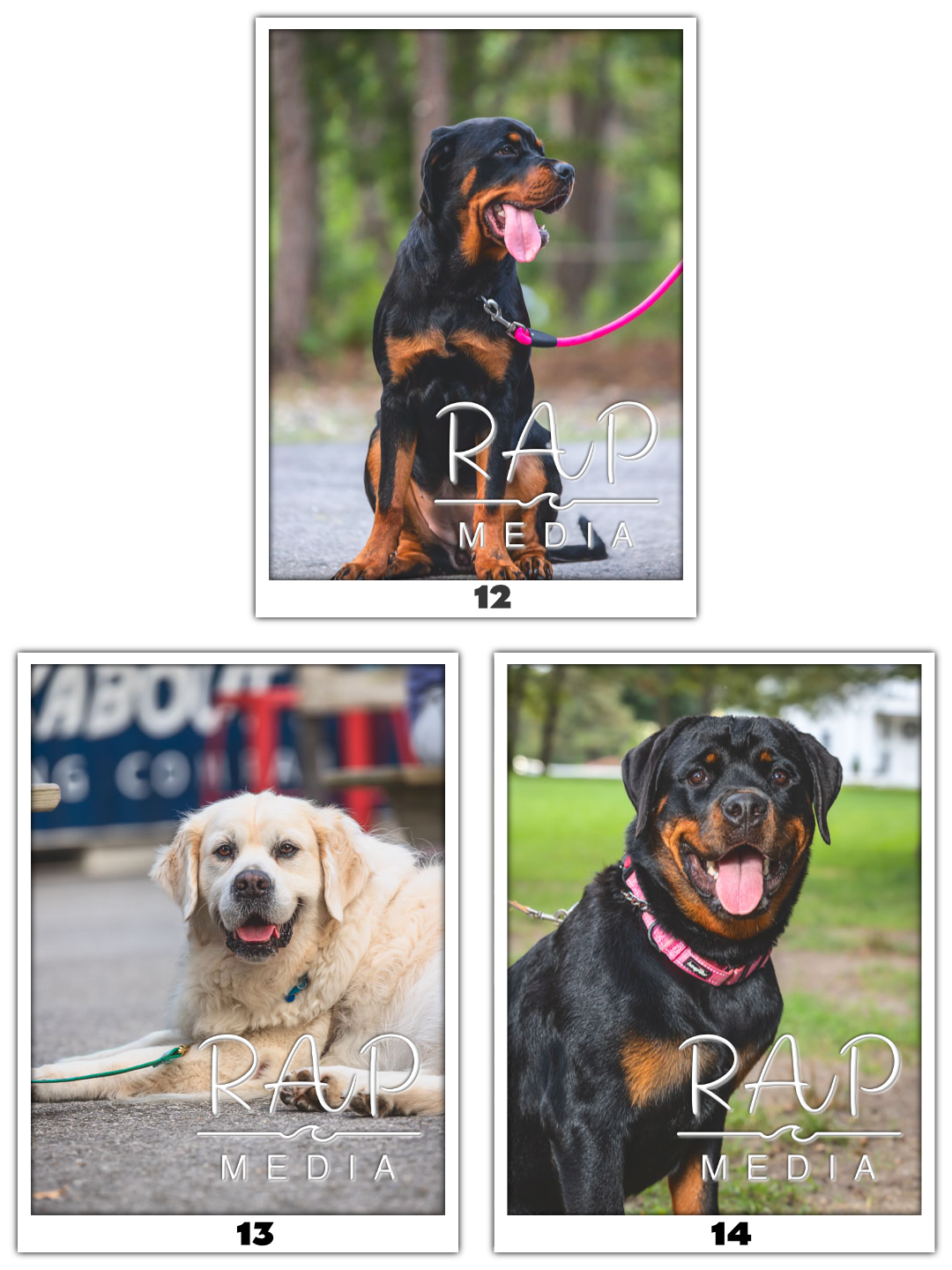 Dog Pawty 4 w Num.png