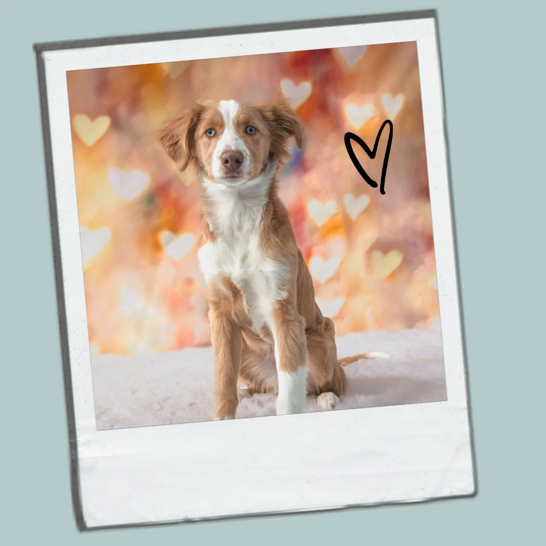 Digital Download (1080x1440)