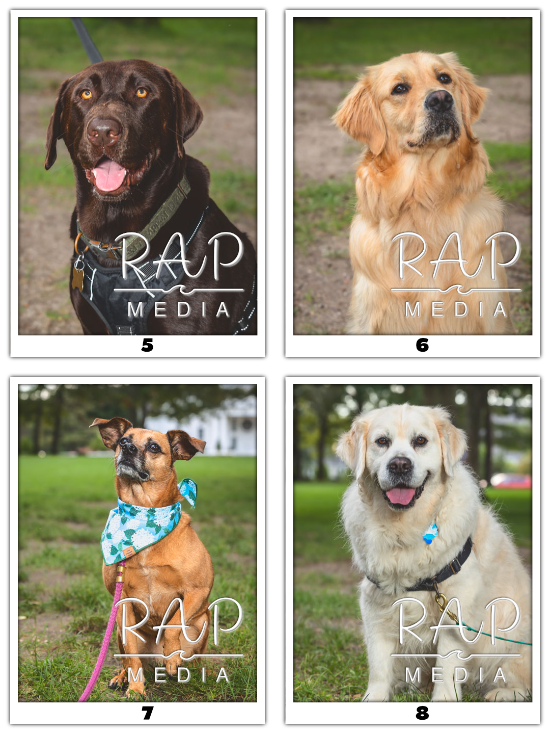 Dog Pawty 2 w Num.png