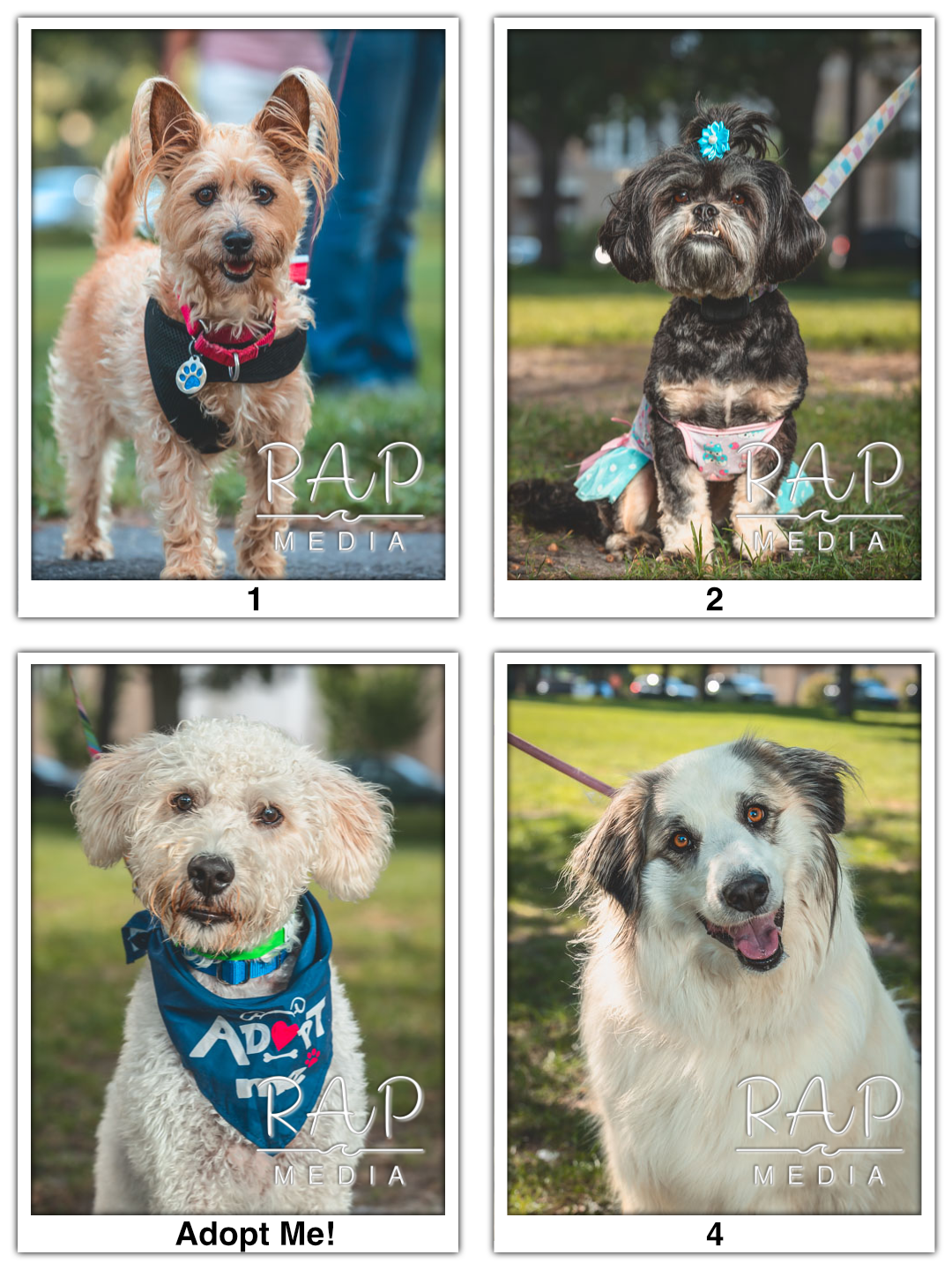 Dog Pawty 1.png