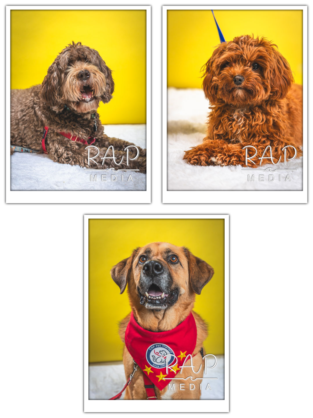 Sampson Fund Fair 7.png