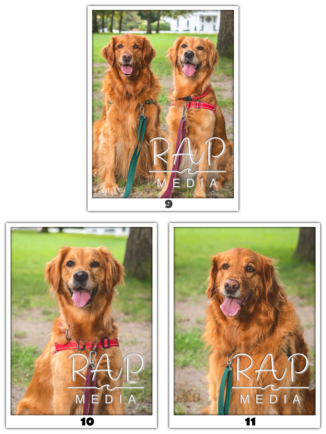 Dog Pawty 3 w Num.png