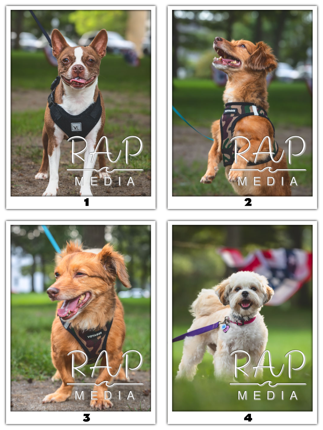 Dog Pawty 1 w Num.png