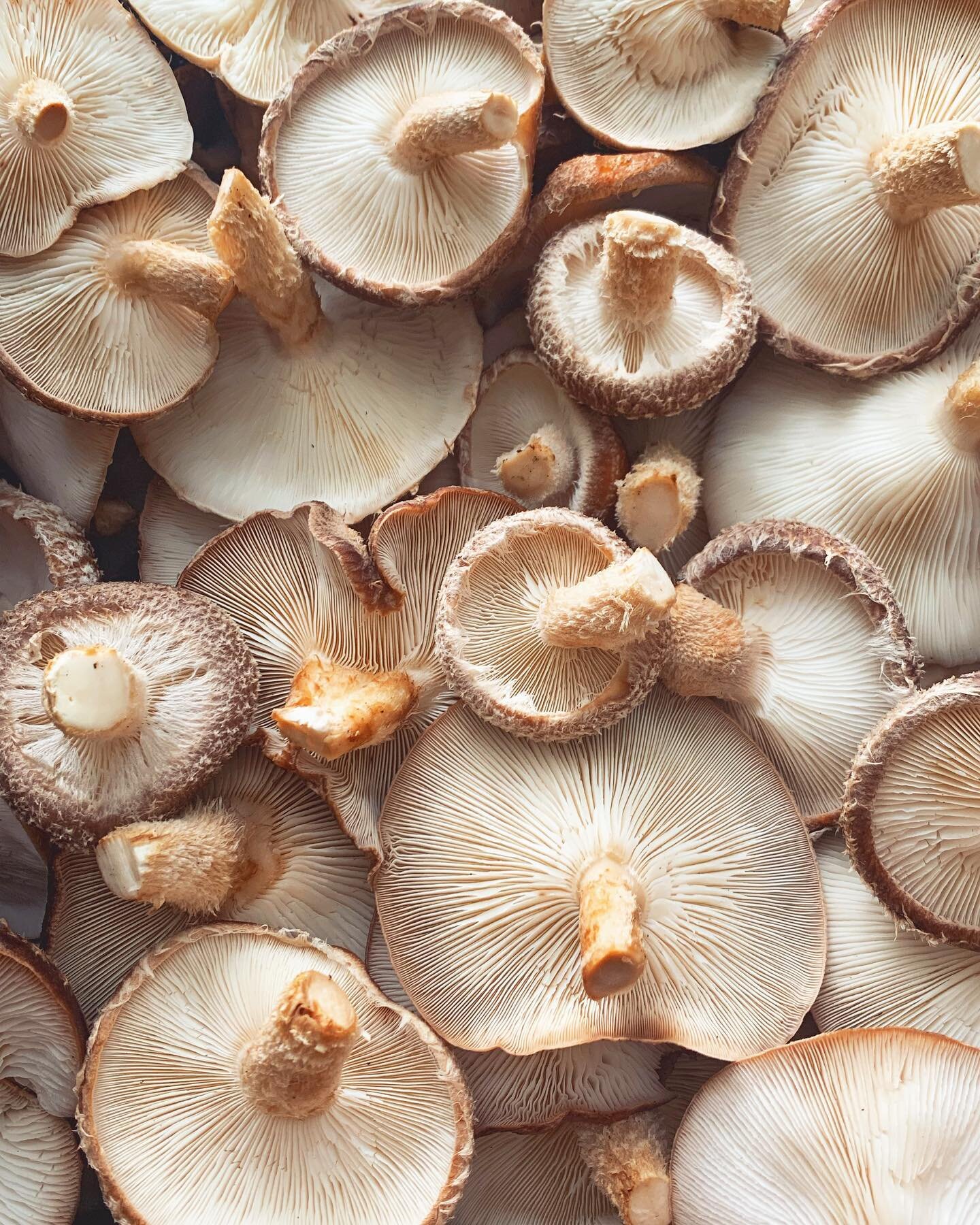 Gills up! 

Have you heard that mushrooms can synthesize their own vitamin D? Maybe by now you have. But did you know that they synthesize vitamin D in a very similar way that we humans and many other mammals do? 

Mushrooms synthesize vitamin D thro