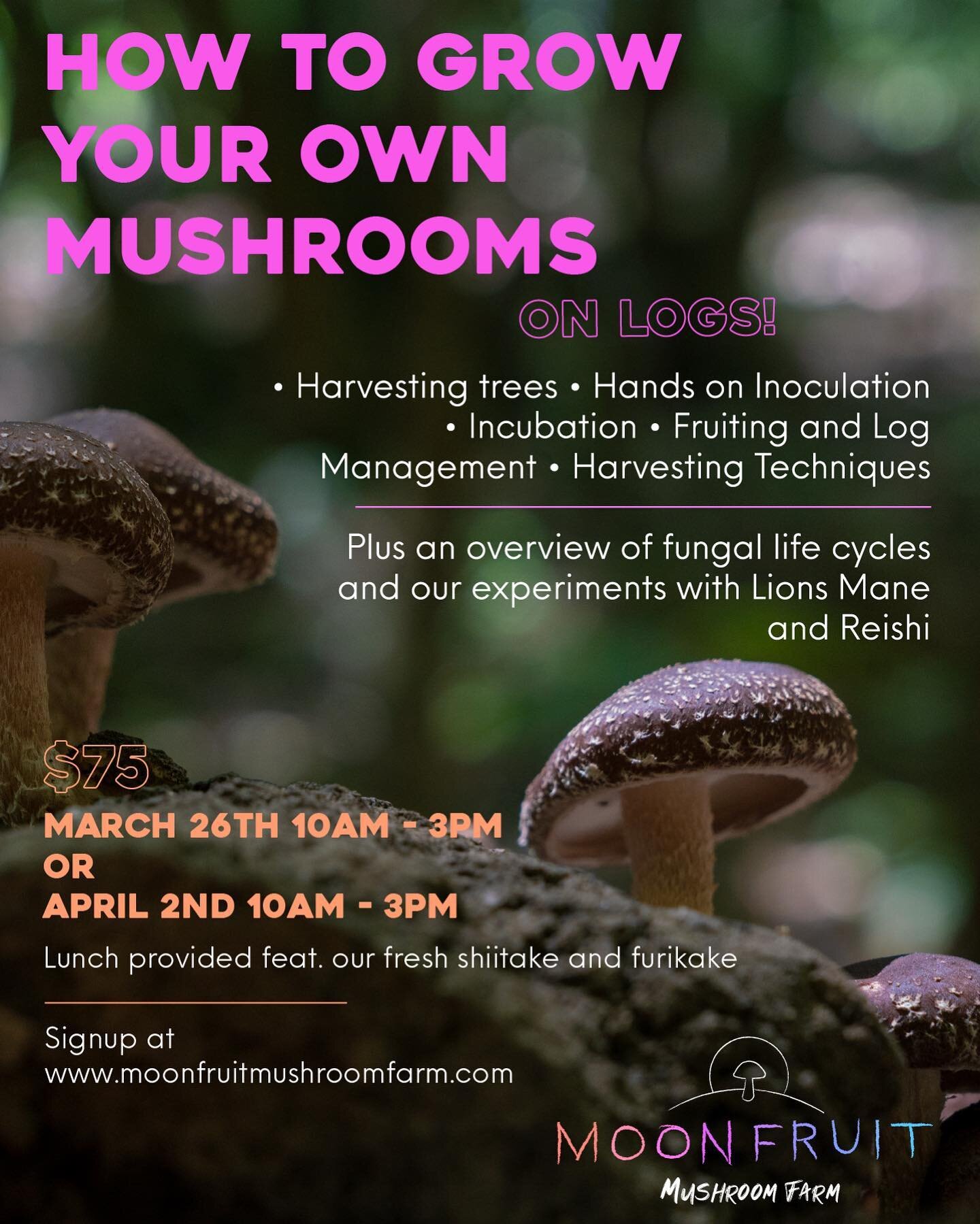 Less than a week away now! 
Our very first all-encompassing workshop on how to grow mushrooms like Moon Fruit. Plus you'll be forest bathing the whole time. And we'll even feed you! 
Saturday March 26th 
Or 
Saturday April 2nd
Green Valley Rd, Sebast