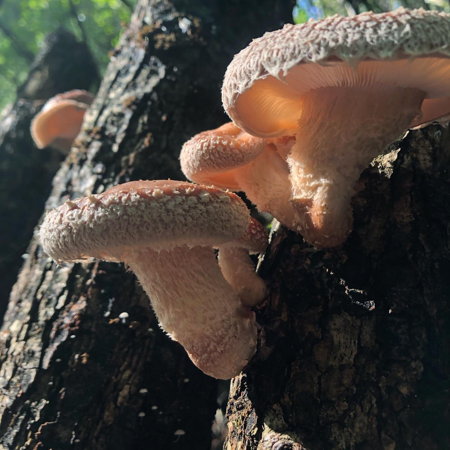 Our shiitake season is here! We will be regularly stocking the fridge at Green Valley Marketplace @gvfam (every day!) and have fresh shiitake on consignment at Sonoma County Herb Exchange @herbxchange (every Tuesday 2-5pm). We hope you enjoy!

@symbi