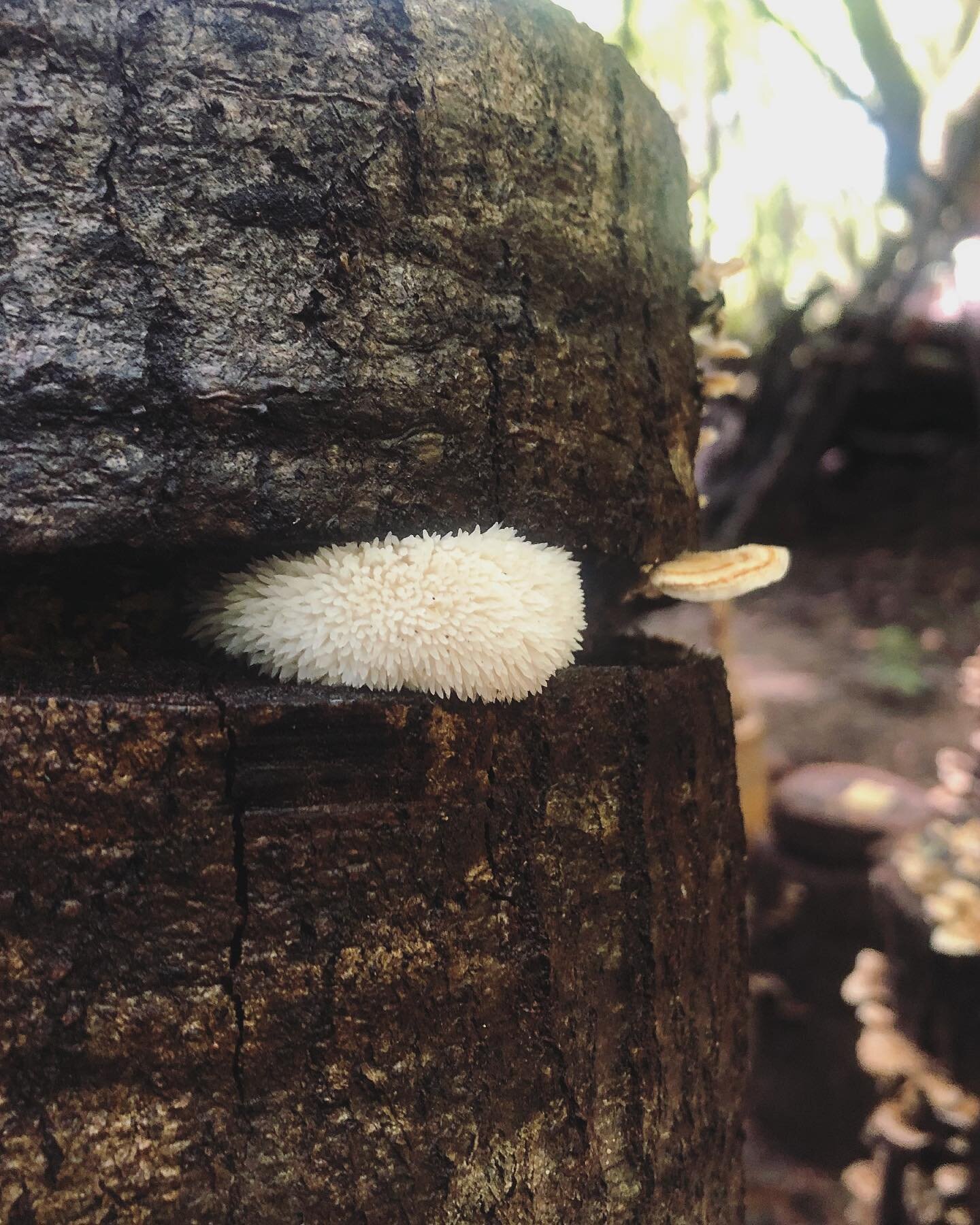 Its been a long, patience-testing journey to see this little white poof emerge out of our logs&hellip; But alas, we finally see our first lions mane! 

We inoculated these lions mane stacks (wanting to move away from the word totem used in this conte