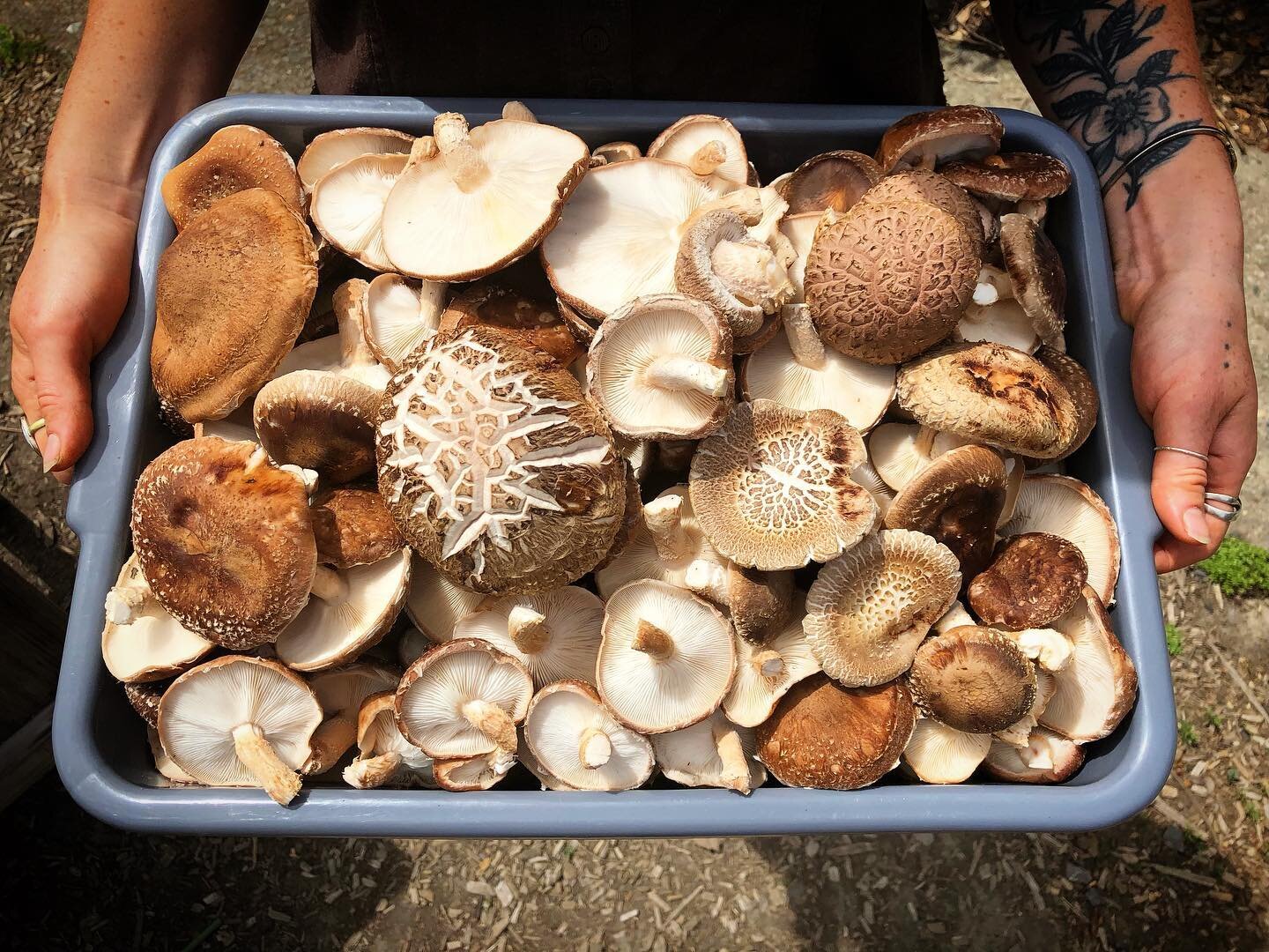 Happy Sol-day 🌞

The fridge at the @gvfam Marketplace is stocked with our beautiful, log grown shiitake fresh from the forest!

The marketplace also has other amazing herbal/culinary goodies, local art, organic cotton clothing and much more. If you 