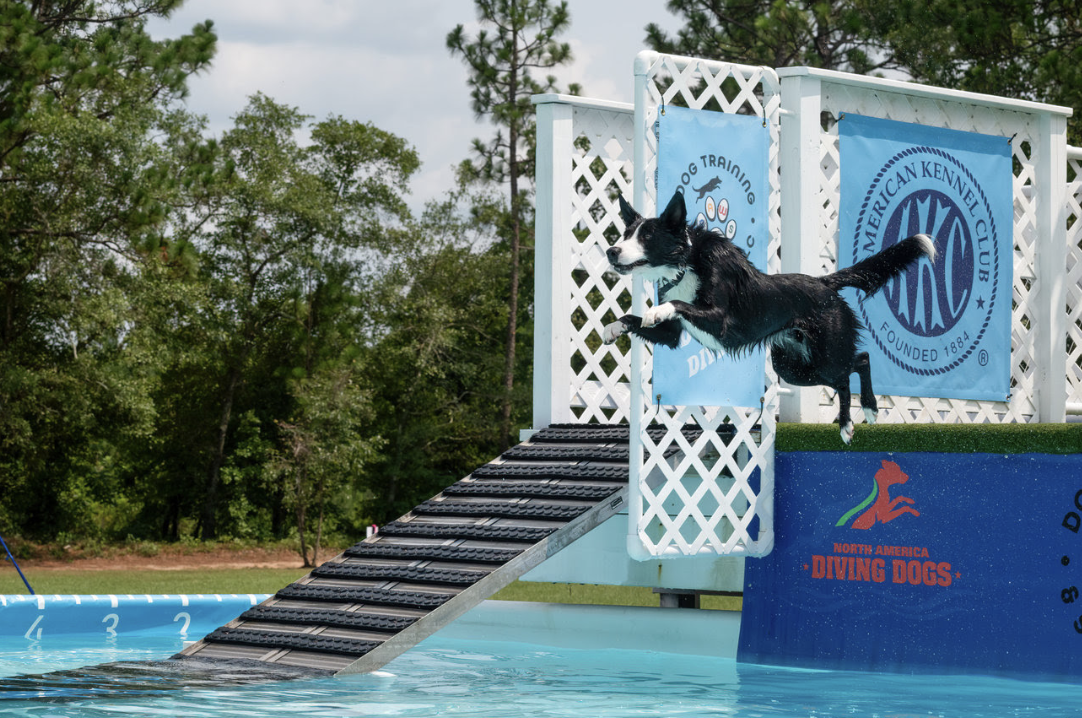 NADD August Regional Qualifier 2026