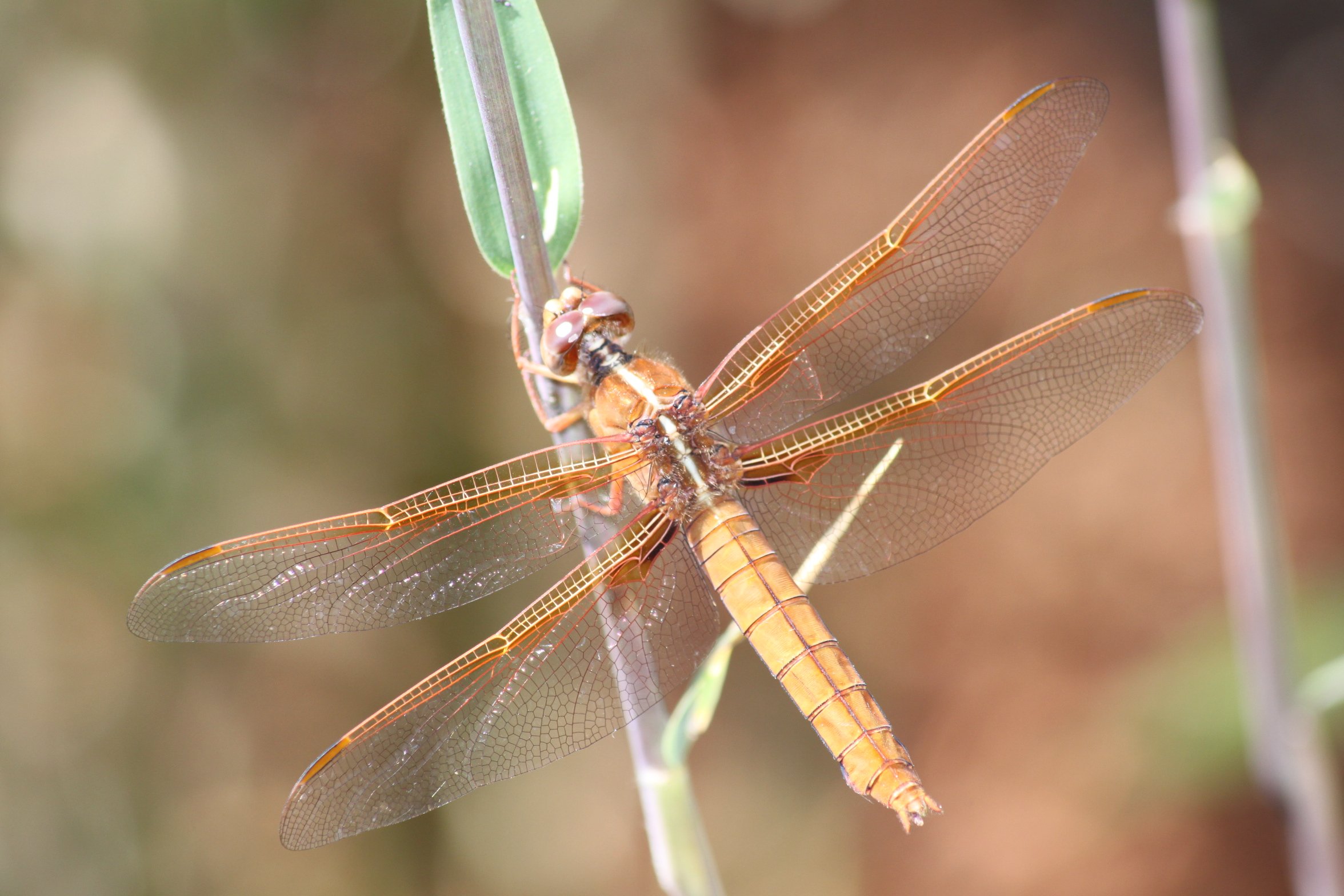 "Dragonfly", by Leo Bartlett
