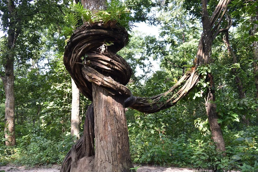 Love by Arden Salotti