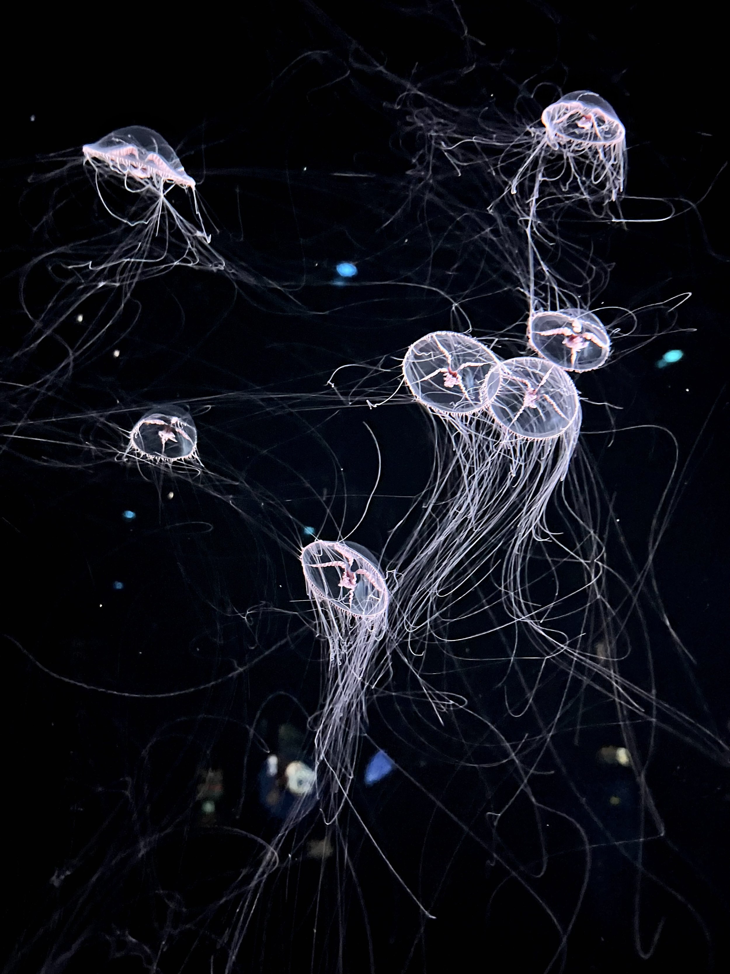 "Jellyfish", by Zoe Neil