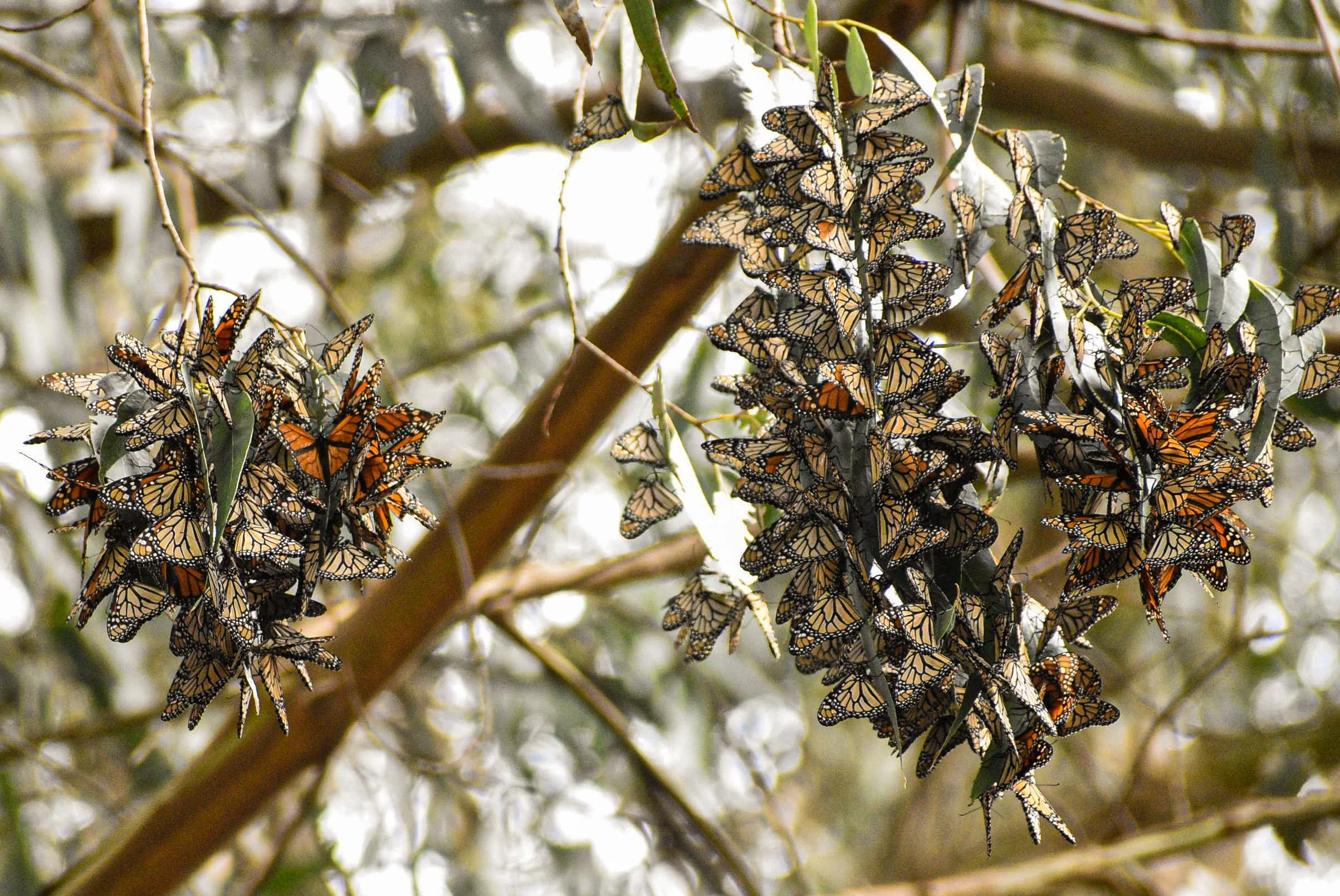 "Butterflies", by Gabriela Jones