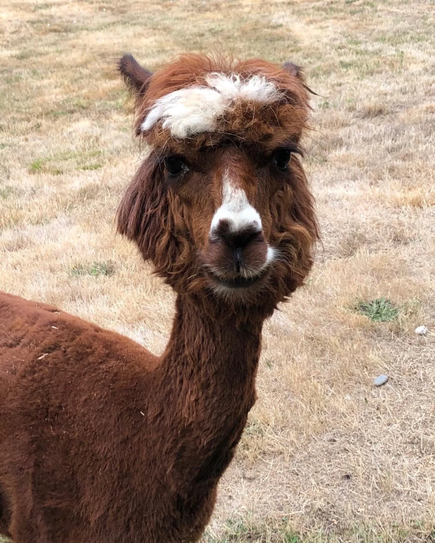 George the Alpaca says, &ldquo;Go see Sway Wild!&rdquo; Tonight Fri 8/15 we play Quilcene, WA at the coolest new venue on the #olympicpeninsula. Hell yes to this rain&hellip;perfect time to hunker down in a historic barn for a night of cozy funky fol