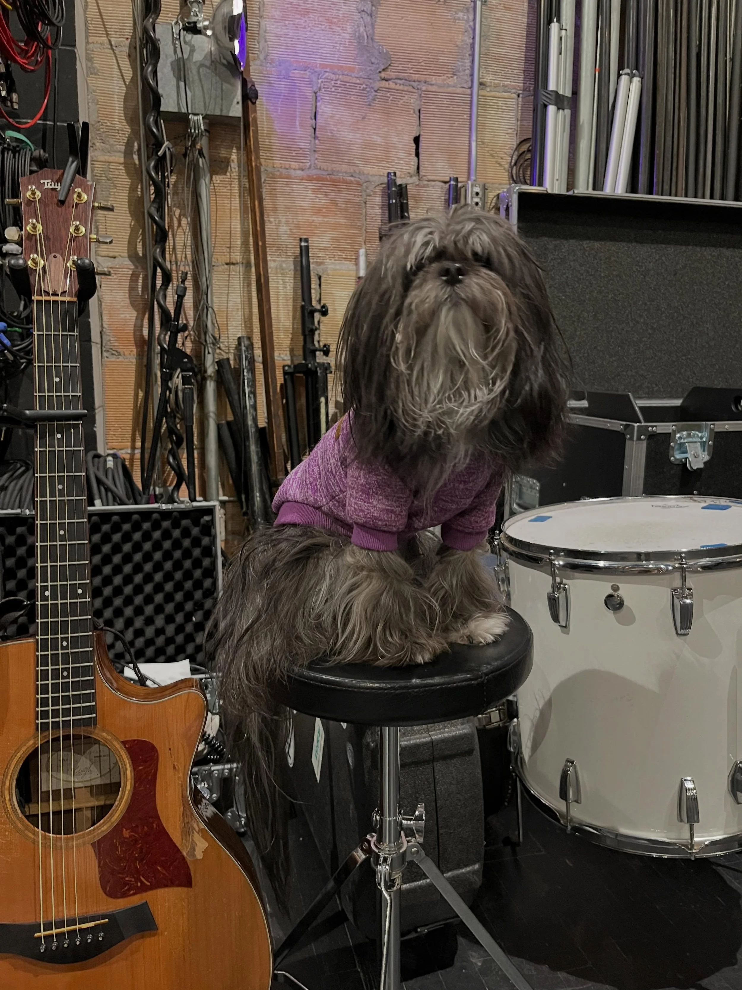 Tour rolls east! This little beauty @viennadog stole our hearts.💔 Swipe for more Vienna + road pics. Next up ⬇️

5.13 Alexandria, VA @thebirchmere 🌷
5.14 Ardmore, PA @ardmoremusichall 🌷
5.15 Brooklyn, NY @brooklynbowl 🌷
5.16 Fall River, MA @narro