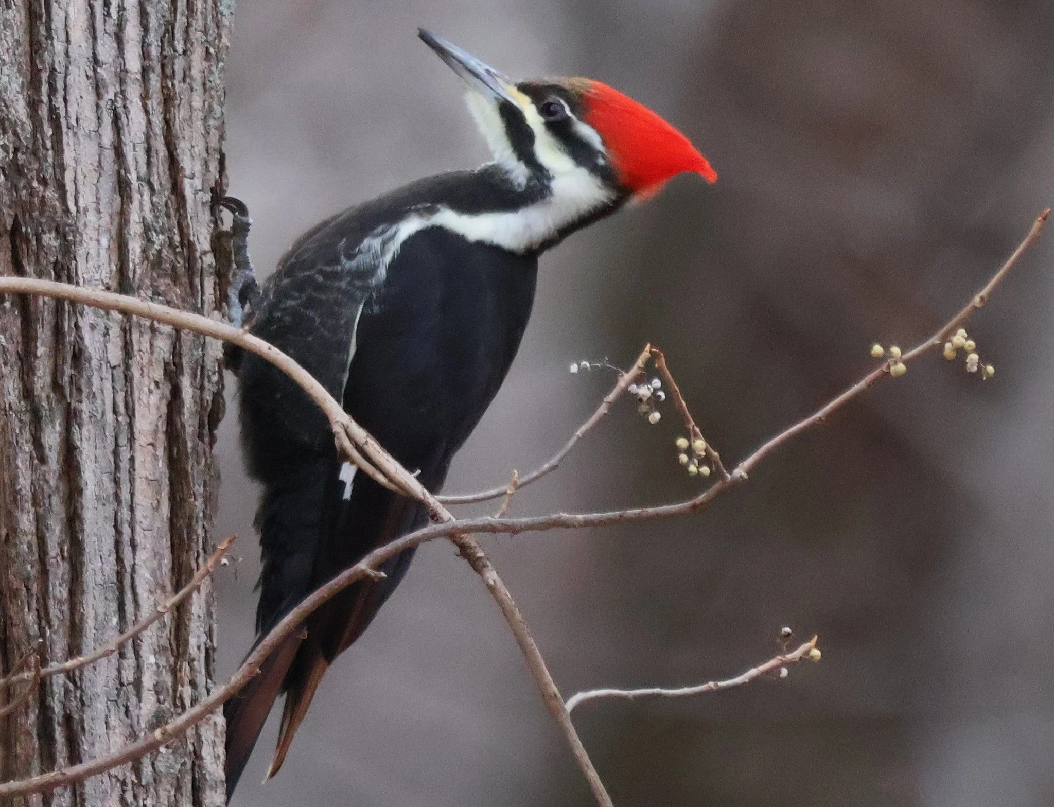 A woodpecker with a red cap, black and white plumage, and a long beak perched on a tree trunk.
