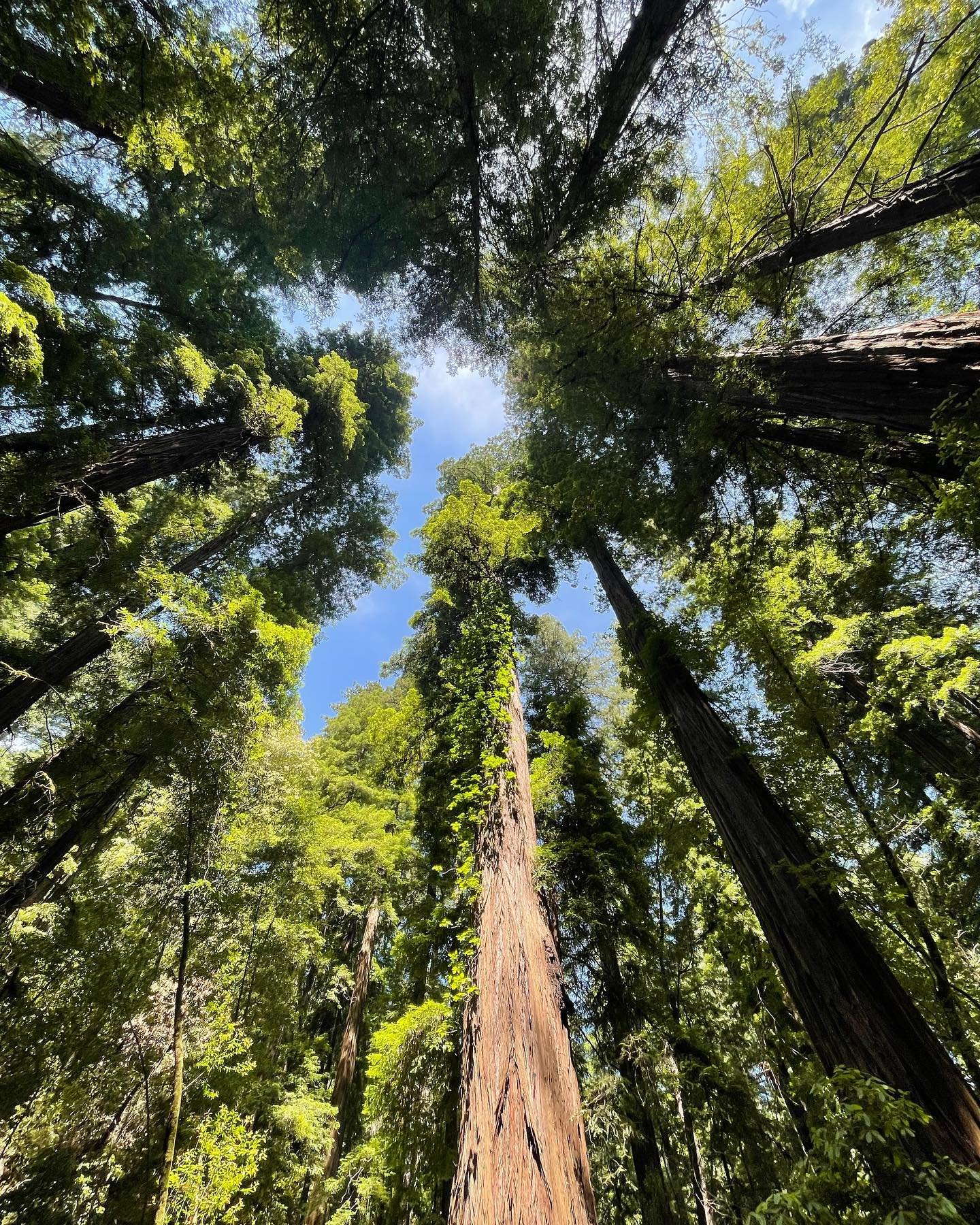 Summer photo dump ~ Buckeye, fig, ocean, redwoods, deep time sisters. Seeing god everywhere