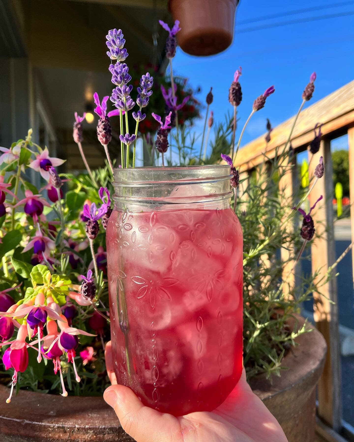Happy Lavender Festival weekend! We&rsquo;re serving up our Lemon Lavender iced tea from @goodnessteatime 💜 We even have some house made lavender syrup if you want to add a little extra sweetness. Come say hi today or tomorrow! #buenaluz #bakery #po