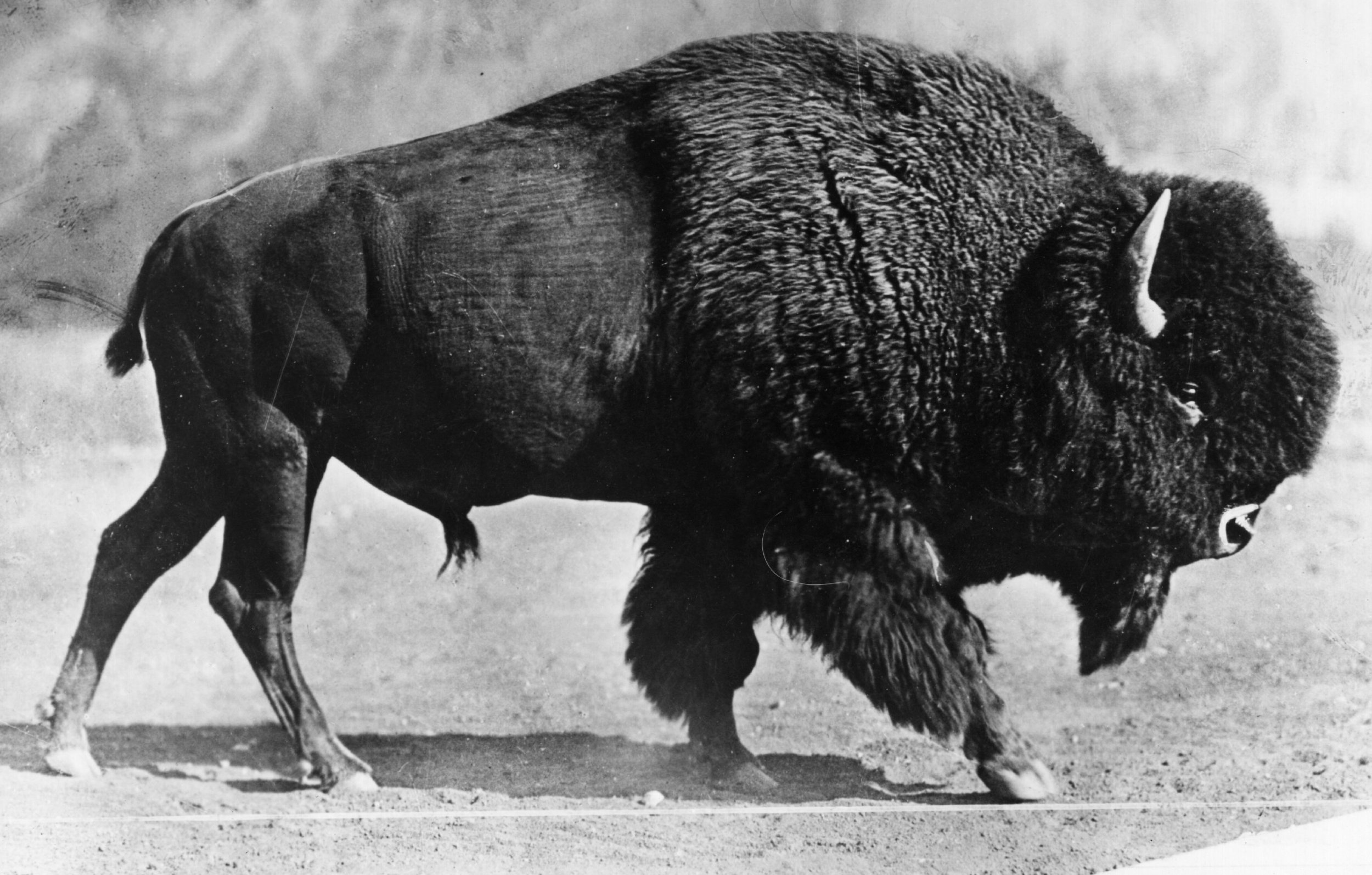 american-bison.jpg