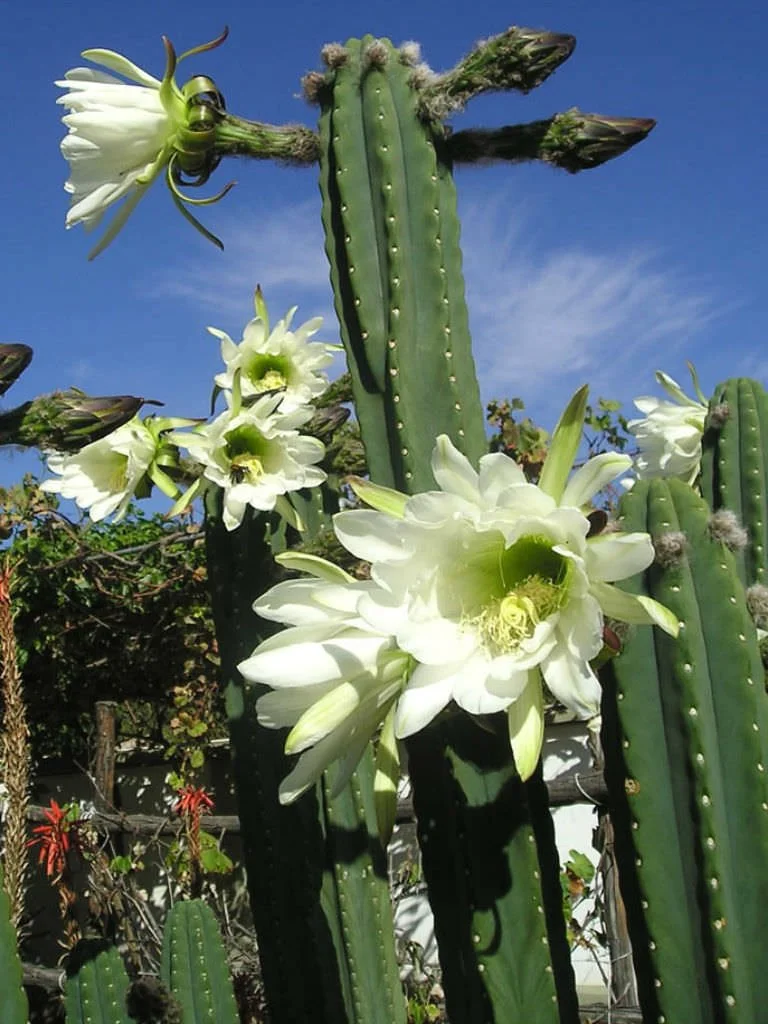 Echinopsis-pachanoi-San-Pedro-Cactus2.jpg