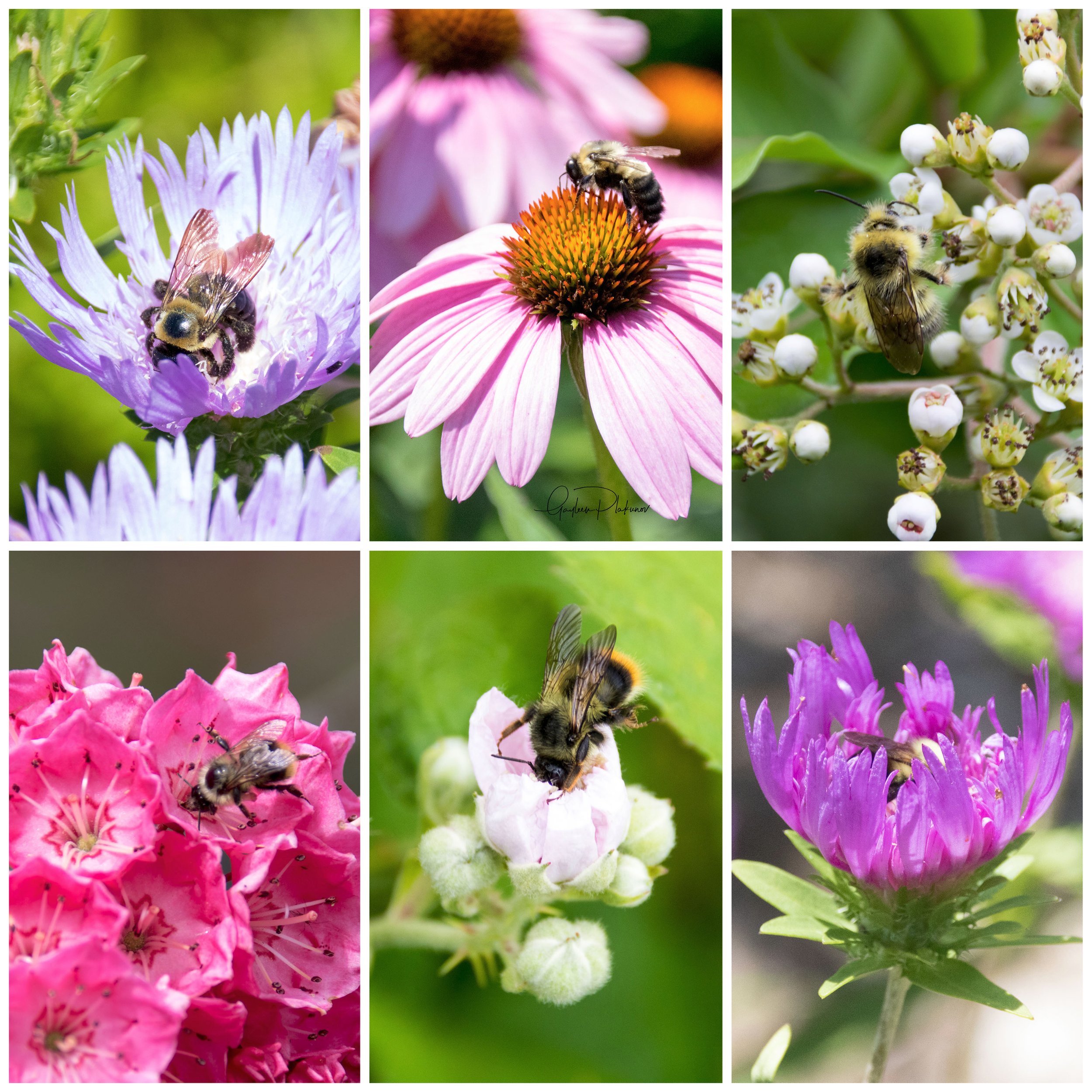 Pollinator1.jpg