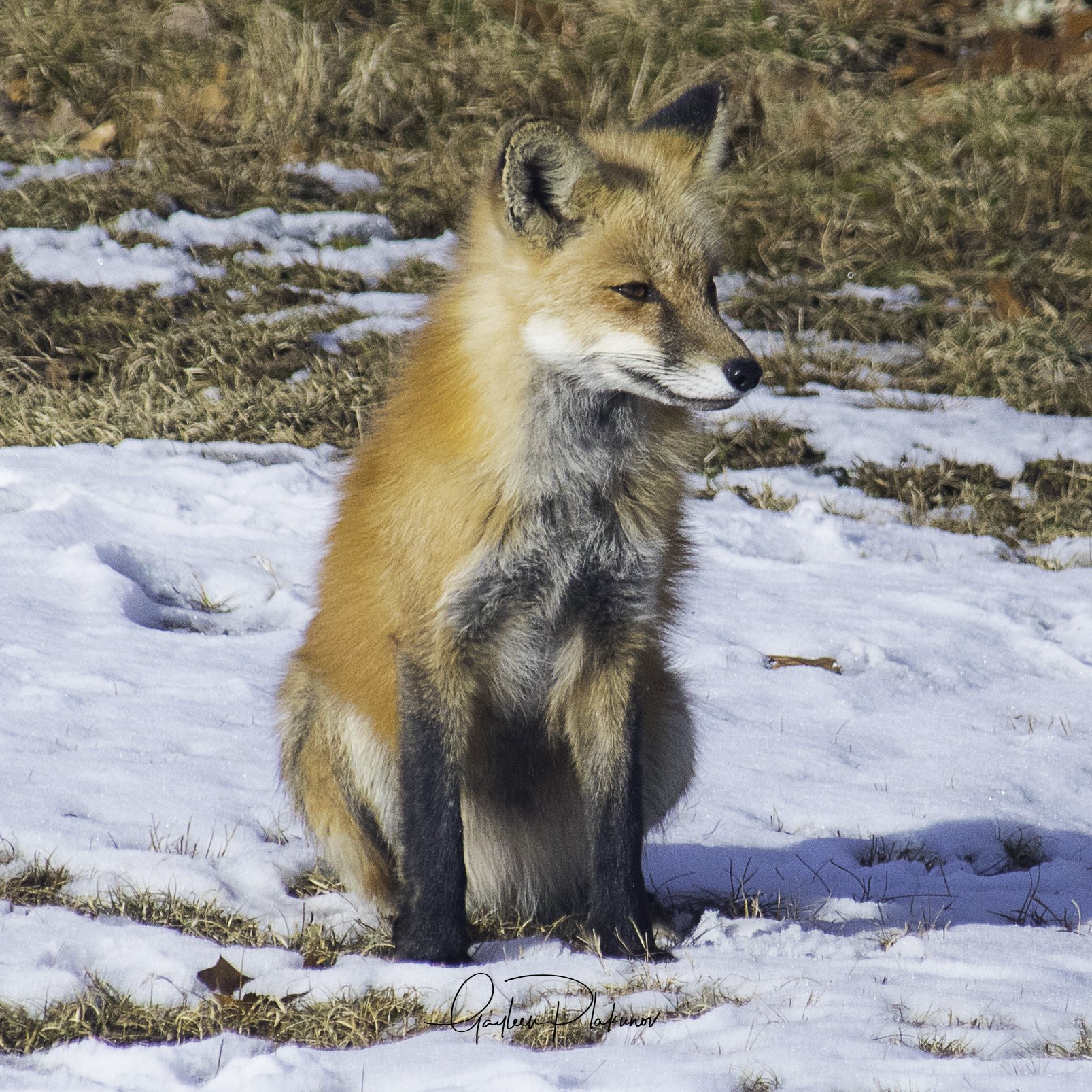 MAG_3567-WIL.jpg