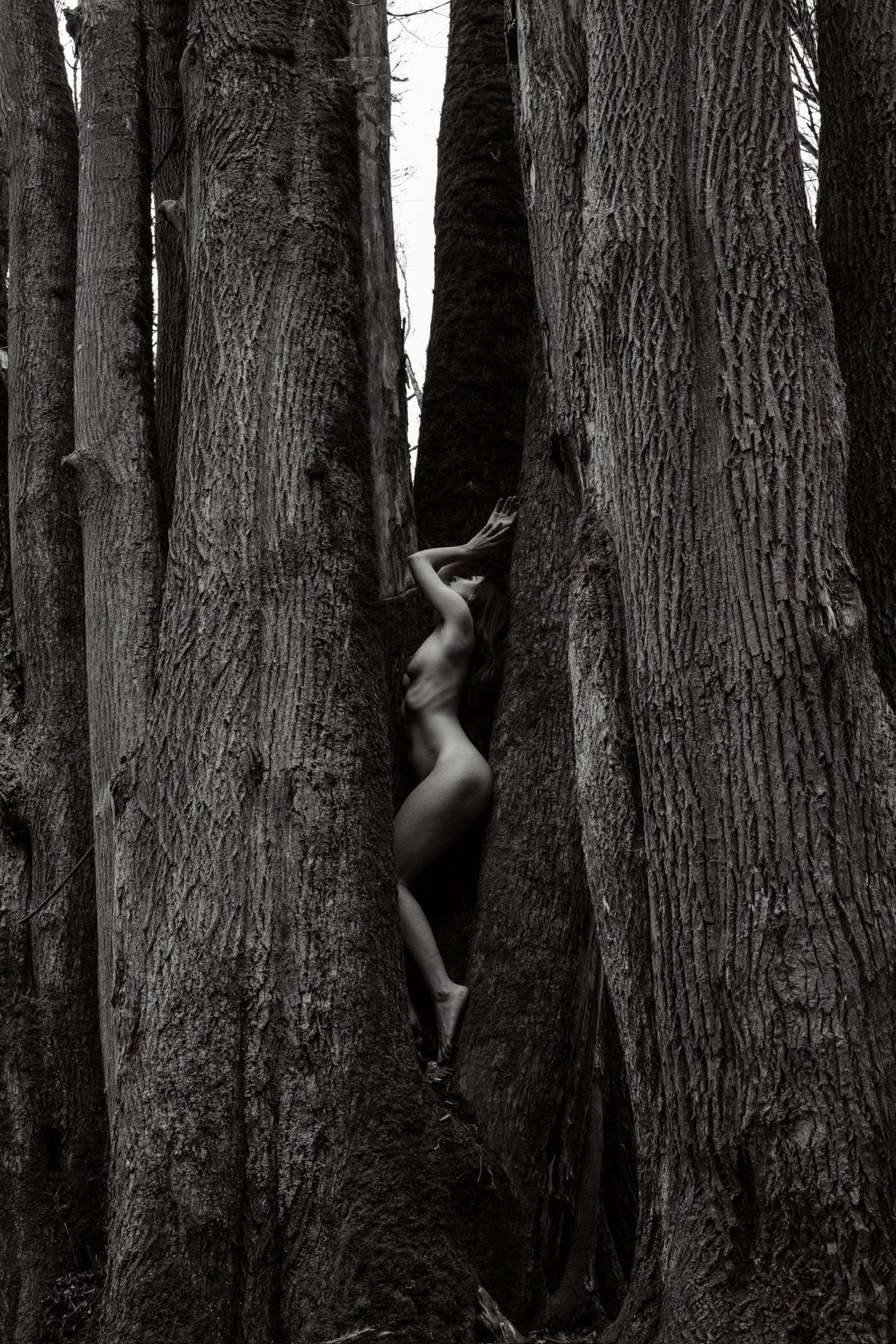 FOREST 02