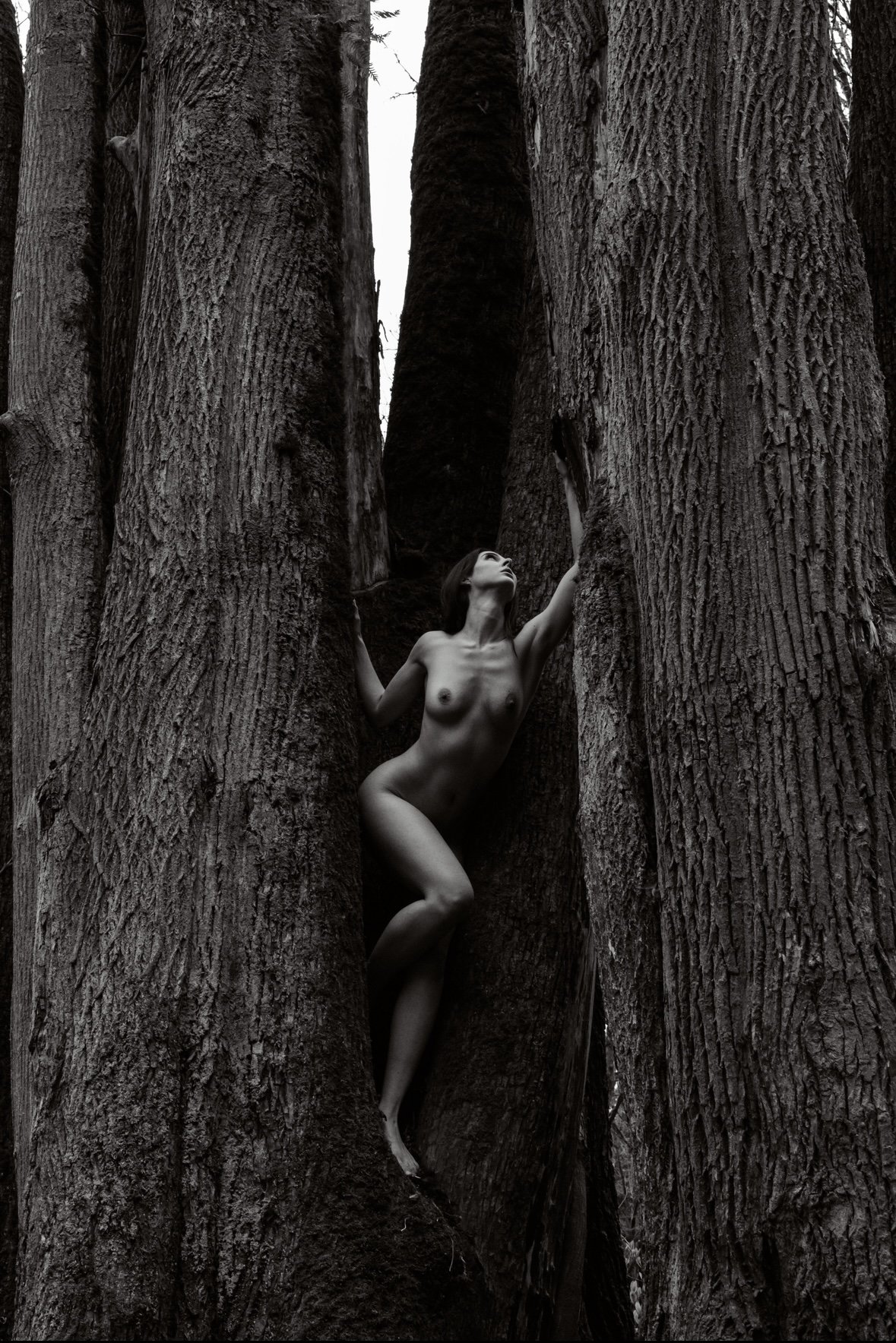 FOREST 01
